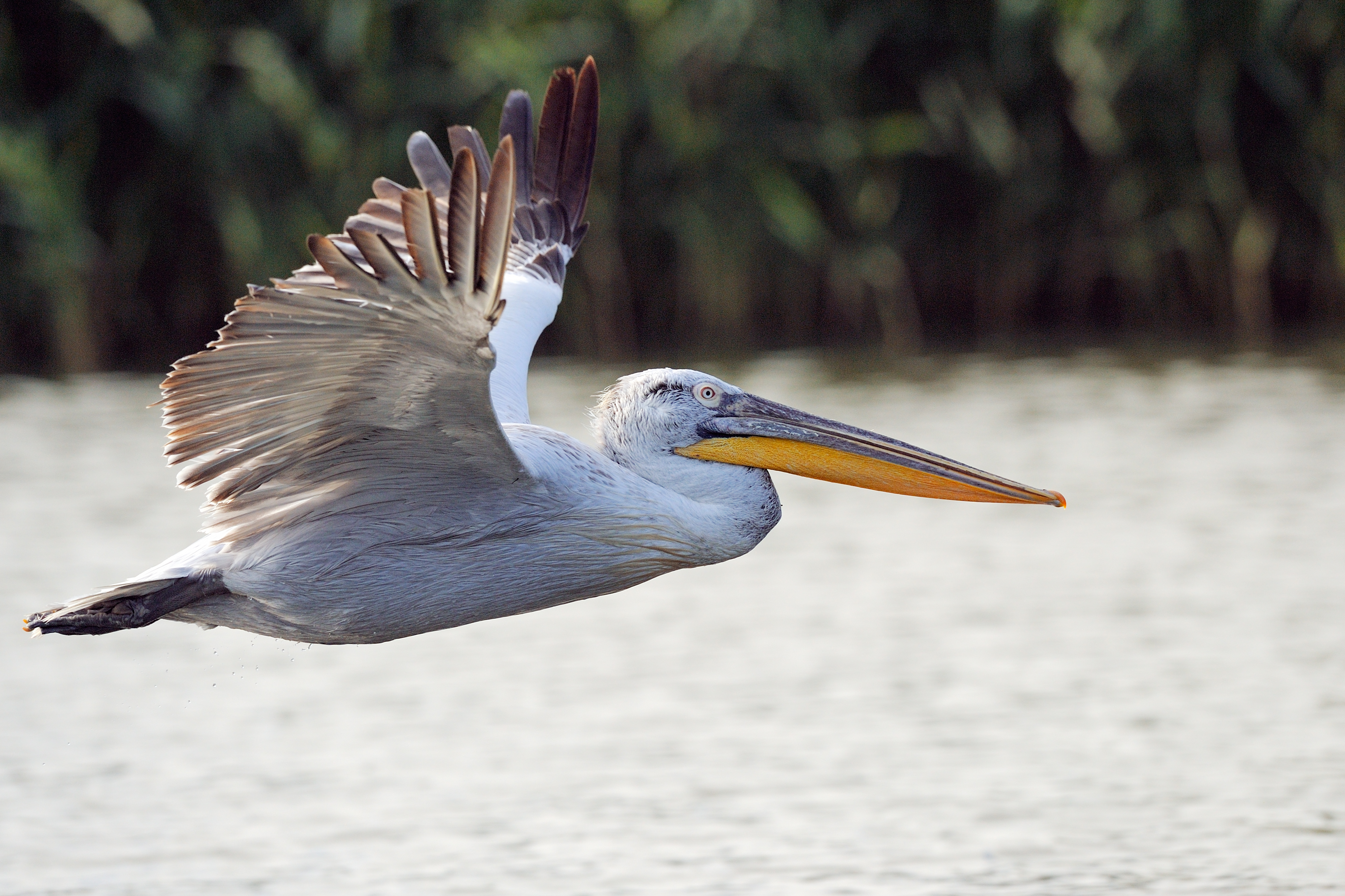 De kroeskoppelikaan is dé ambassadeur voor wetlands en soorten die natte natuur nodig hebben.]