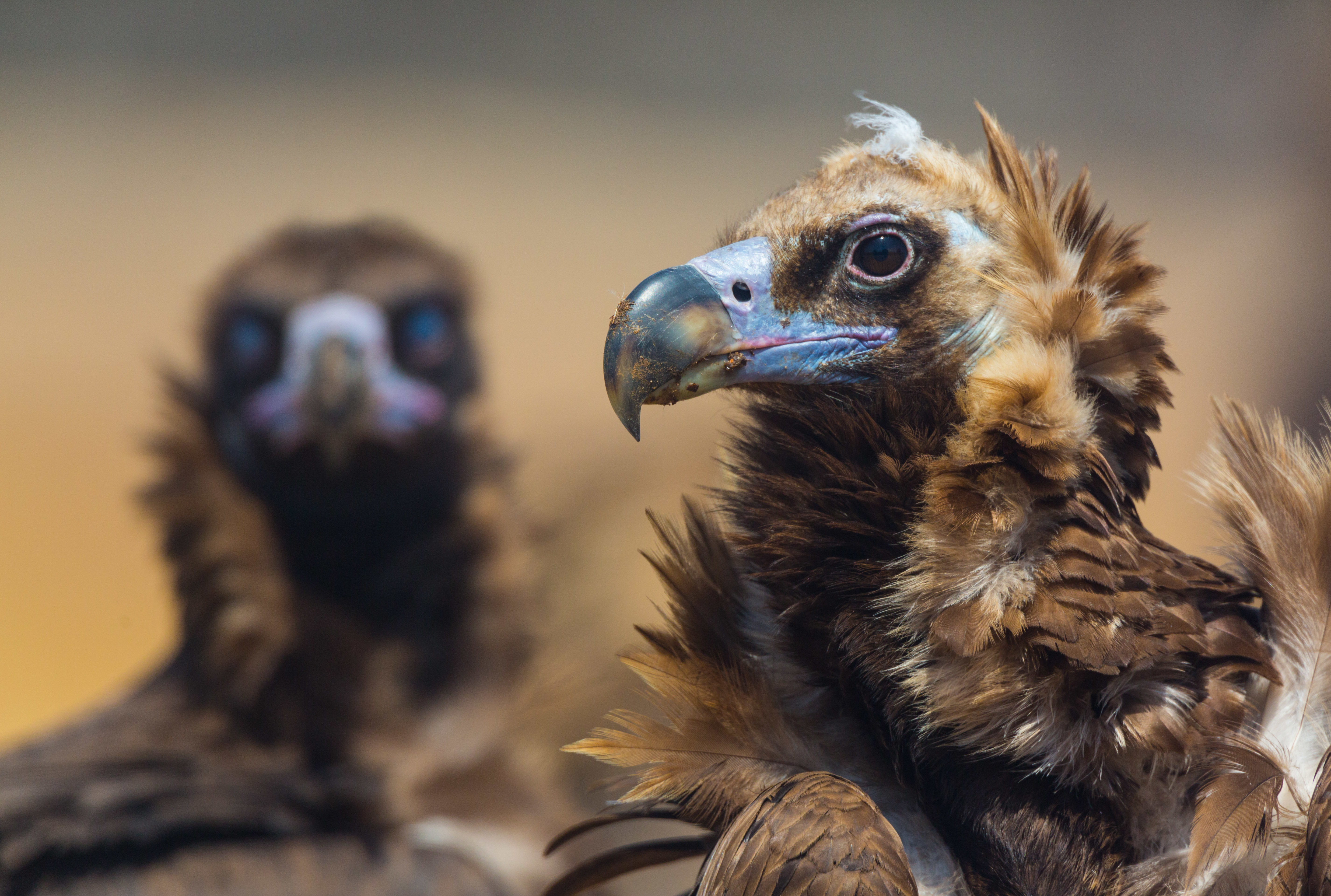 Monniksgieren, foto: Juan Carlos Munoz / Rewilding Europe