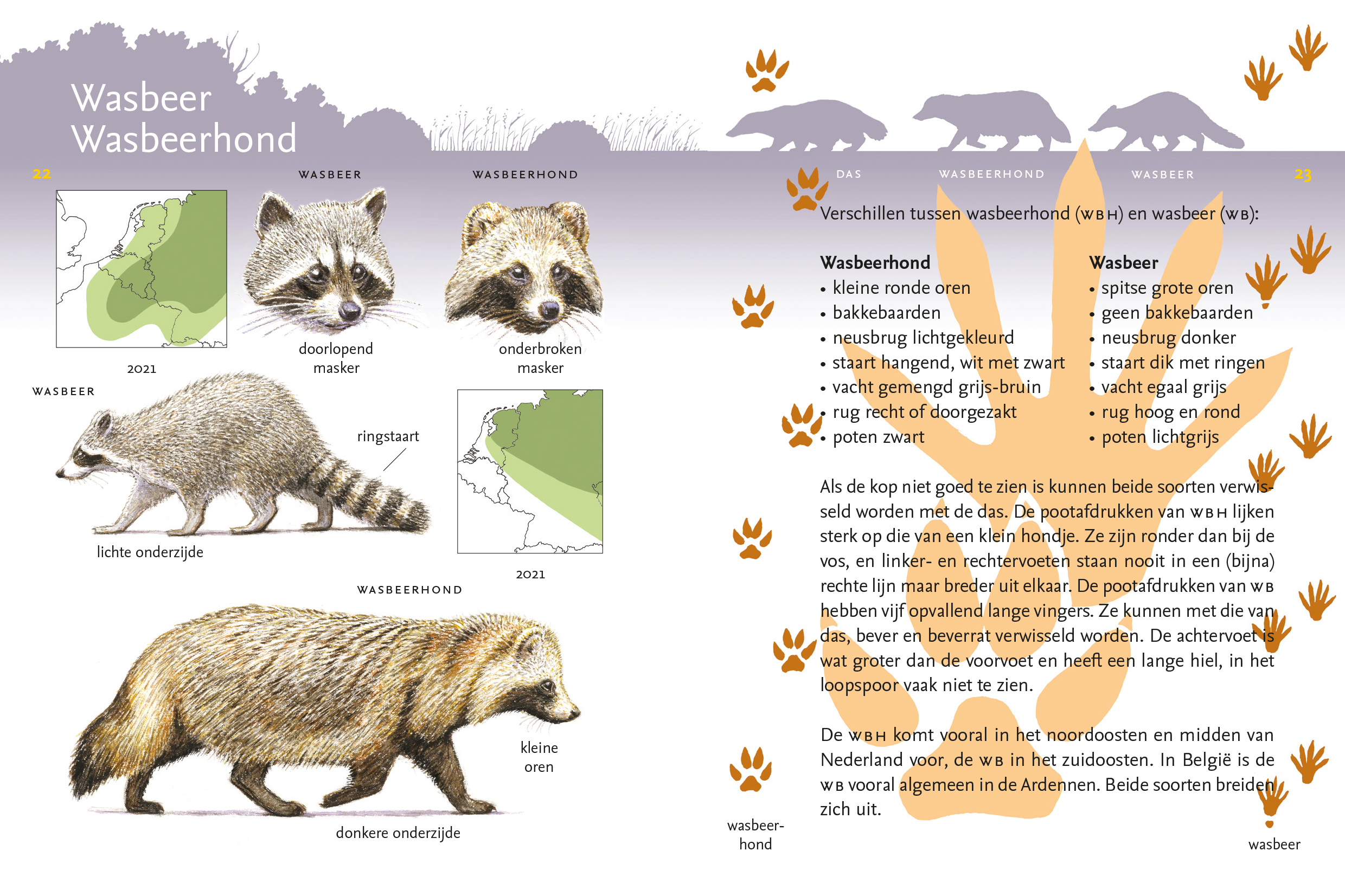Wasbeer en wasbeerhond in de vernieuwde Roofdiergids 2021
