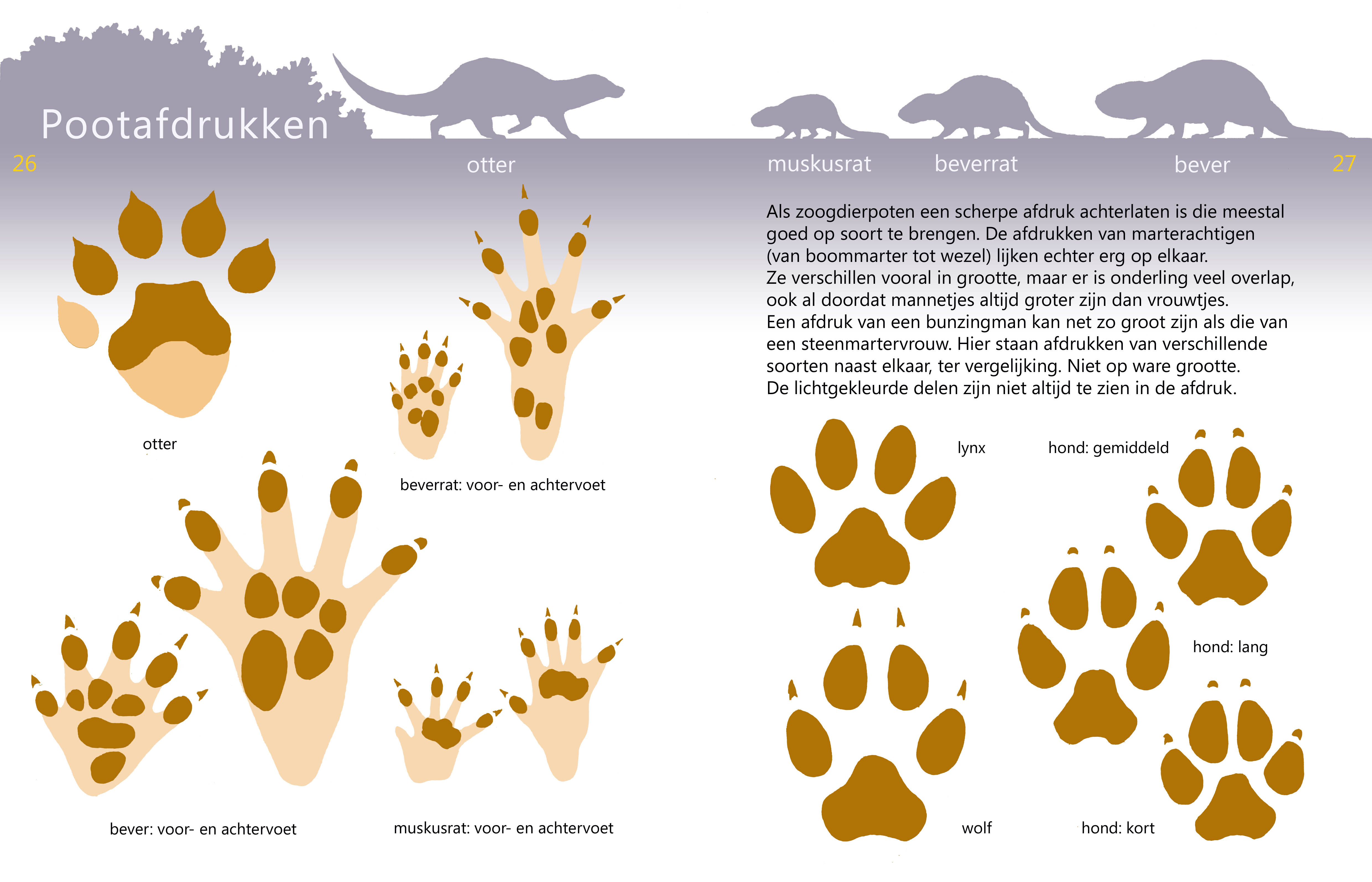Uit de Roofdieren Veldgids: Pootafdrukken herkennen.