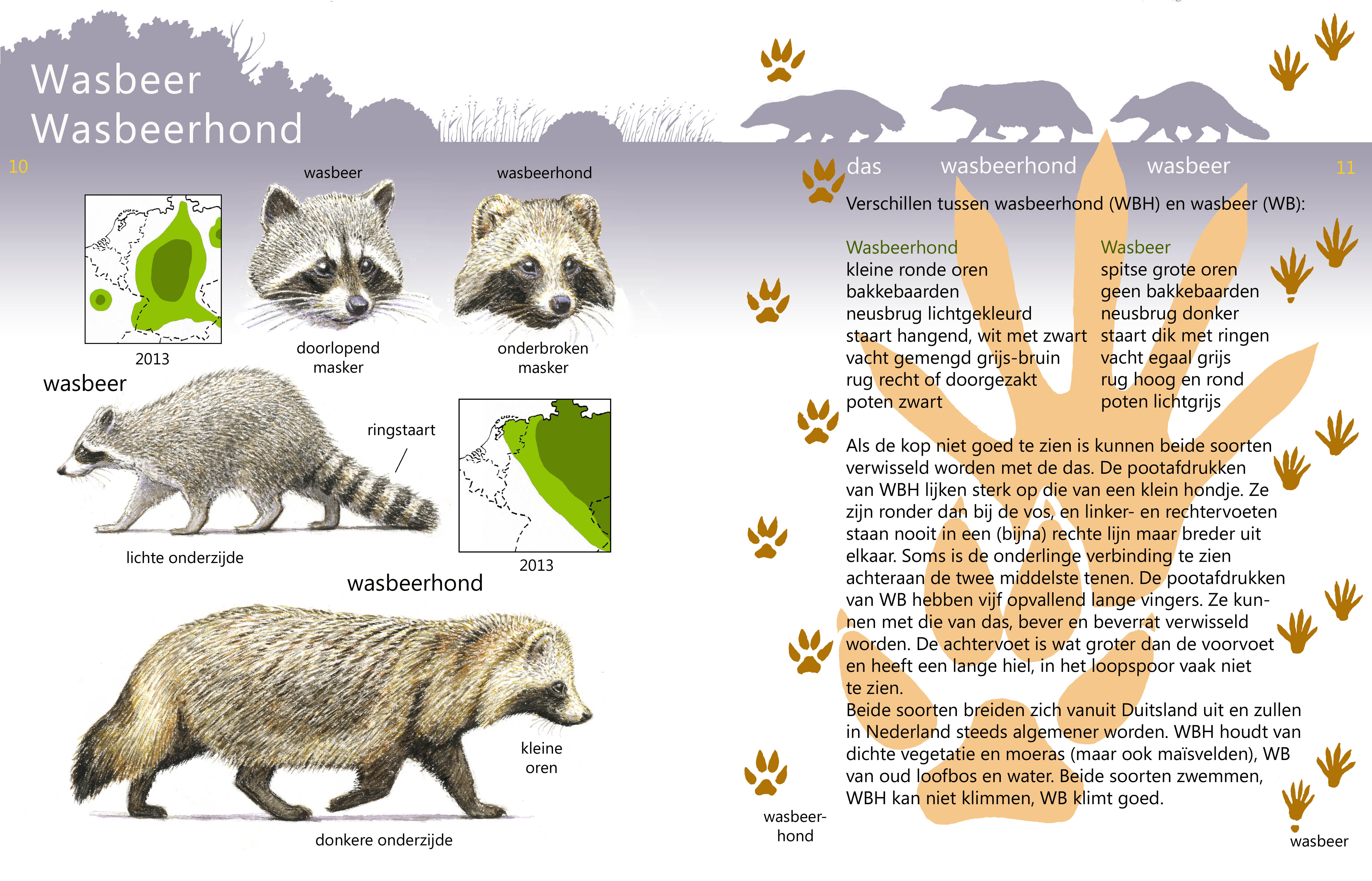 Wasbeerhond en wasbeer in de Roofdierenveldgids