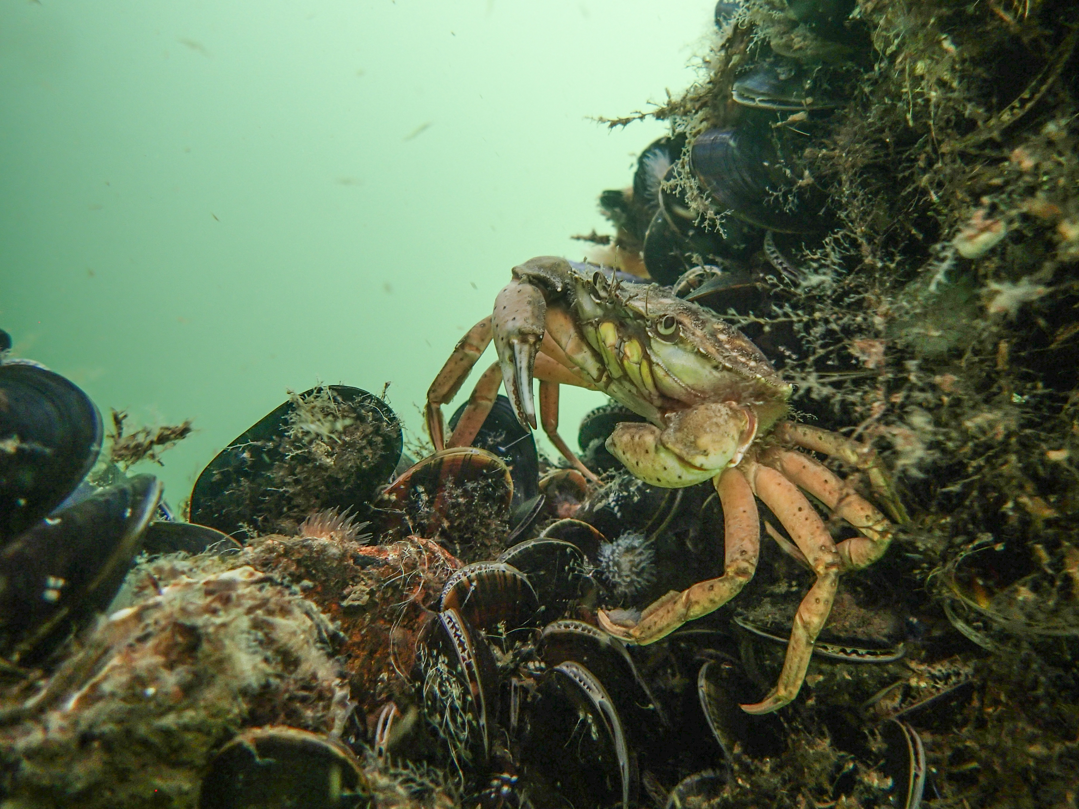 Een krab op een schelpdierrif