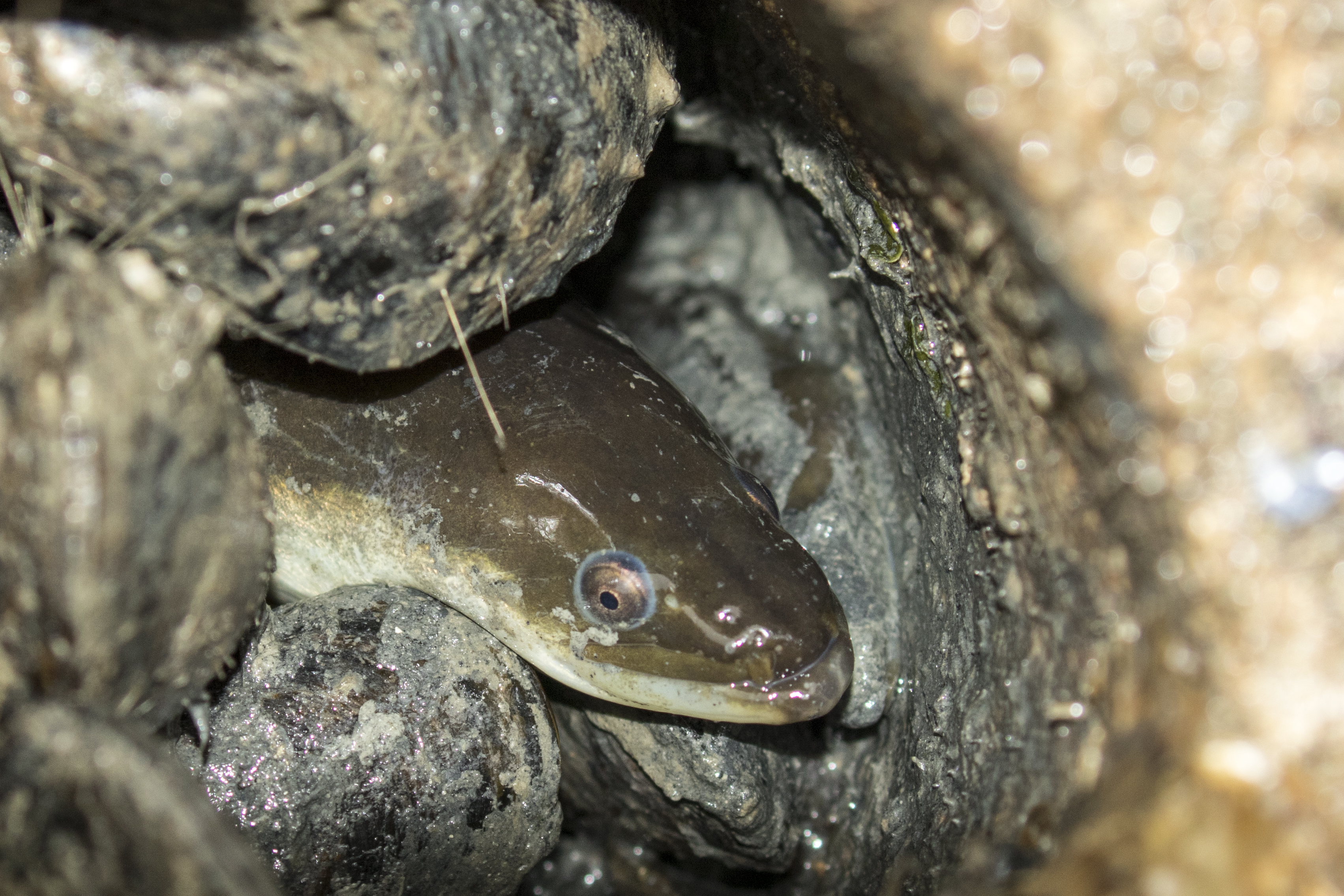 Paling in rifbal tussen mosselen. Foto: Ernst Schrijver