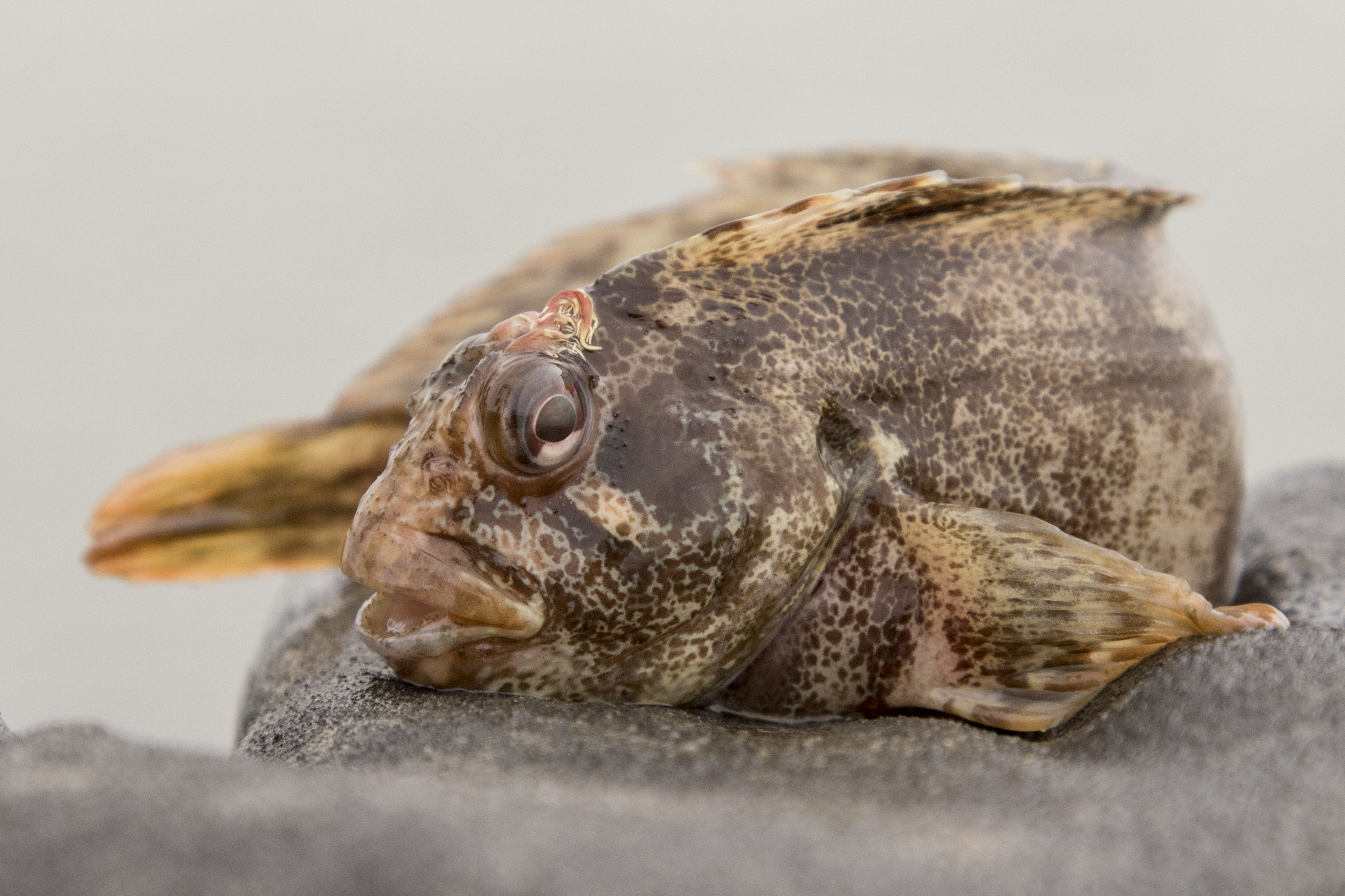 Ook de gehoornde slijmvis liet zich zien. Foto: Ernst Schrijver