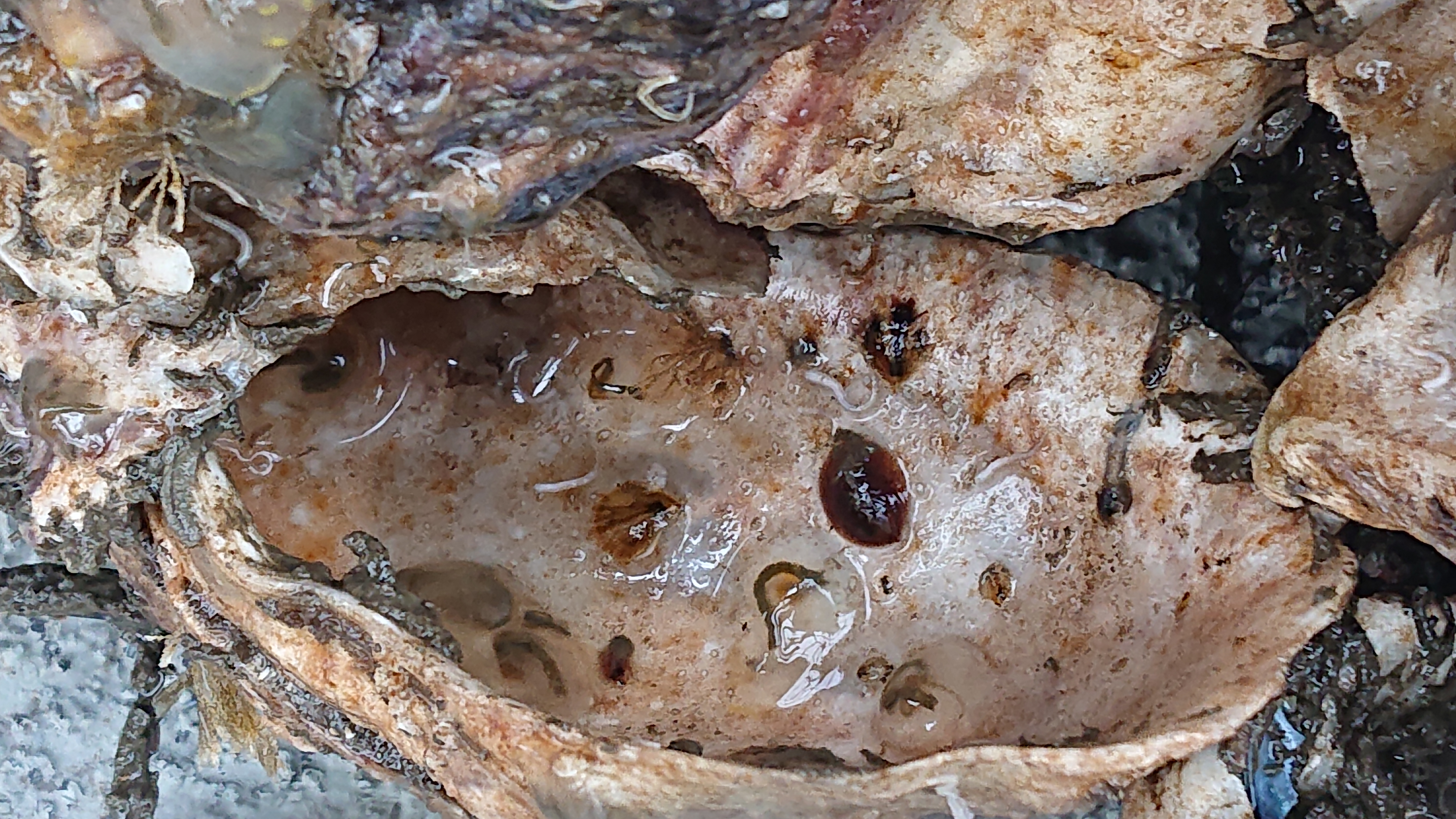 Op de geplaatste schelpen hebben zich naast oesterlarfjes ook muiltjes en mosdiertjes vastgezet.