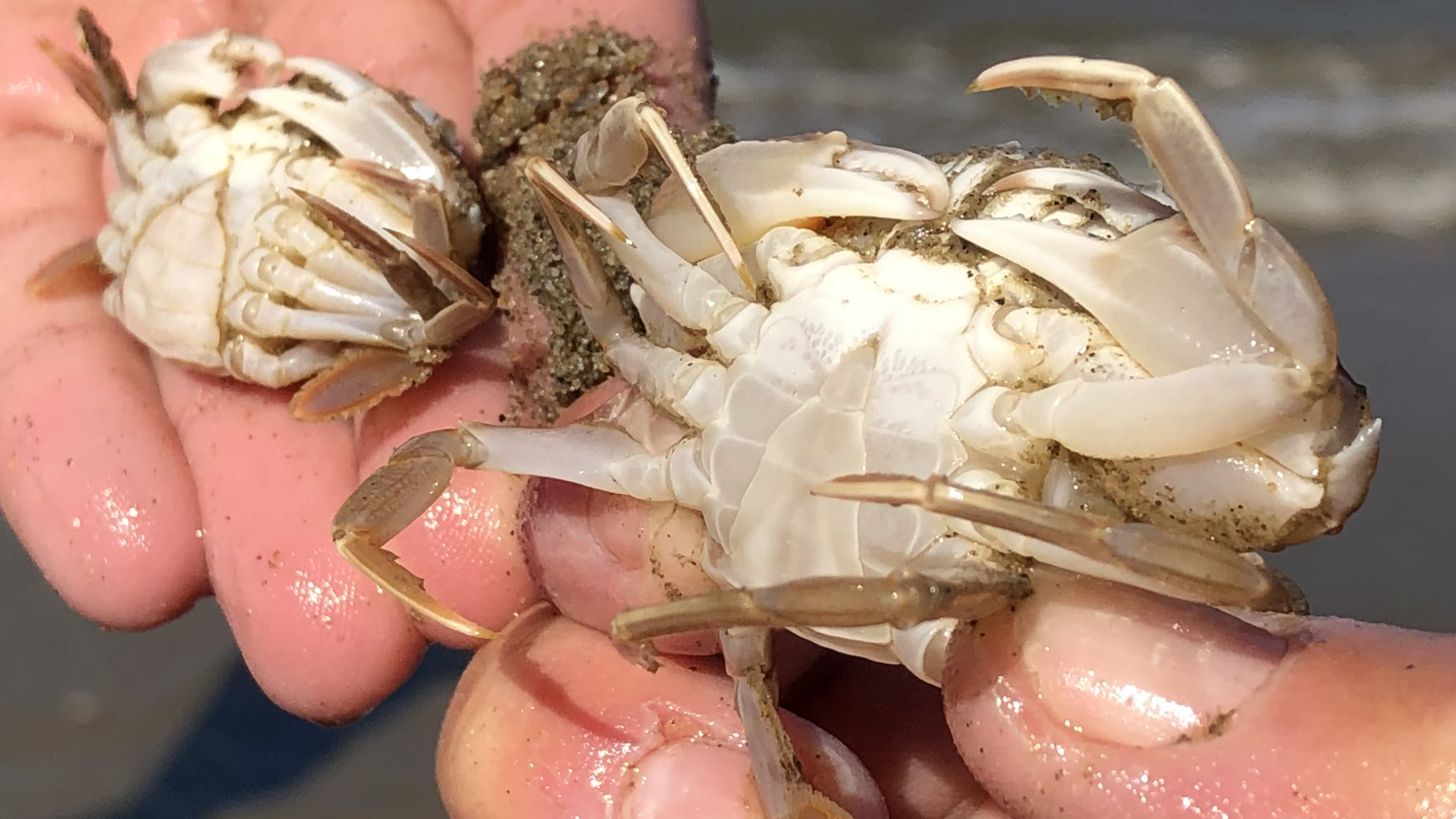 Twee krabben in de hand