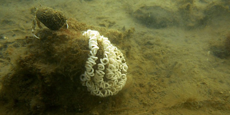 Eisnoer van de Grote vlokslak. Foto: Niels Schrieken