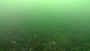 Vissen vluchten plotseling voor waargenomen dreiging