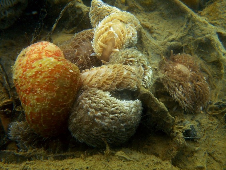 Negen Grote vlokslakken belagen een Zeedahlia om deze te verorberen. Foto: Niels Schrieken