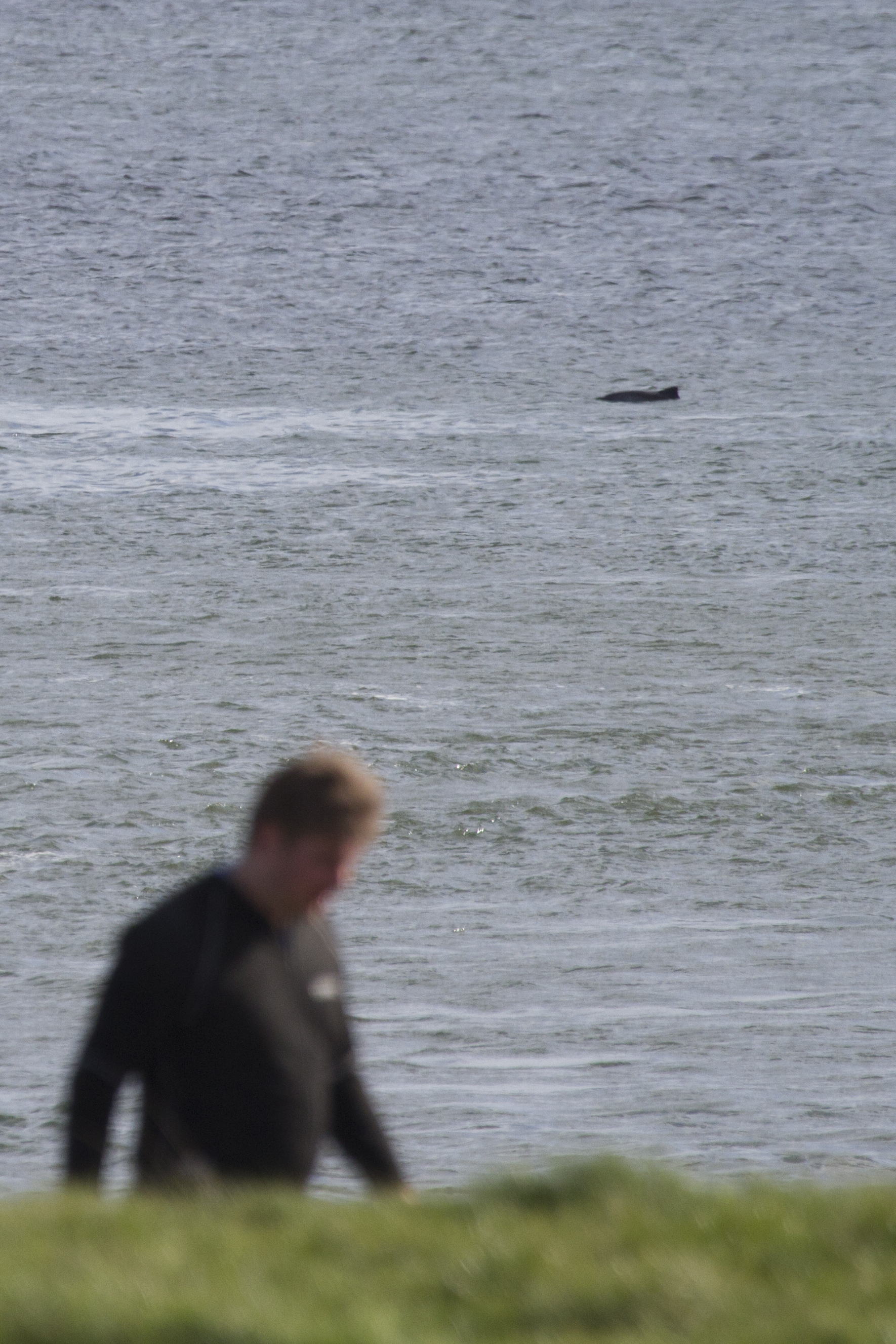 Bruinvis duikt op vlak bij wandelaar langs de dijk