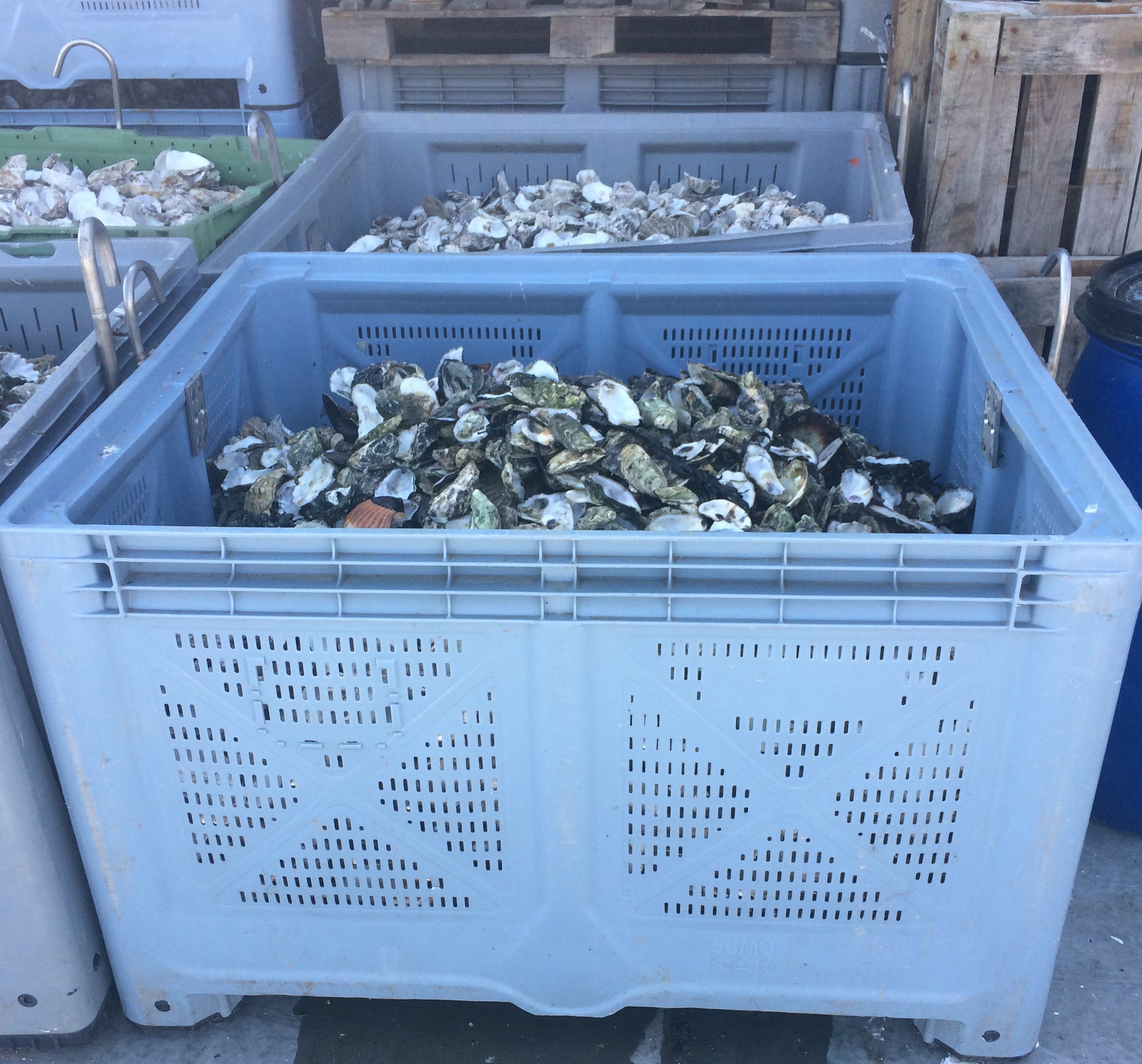 Ingezamelde schelpen