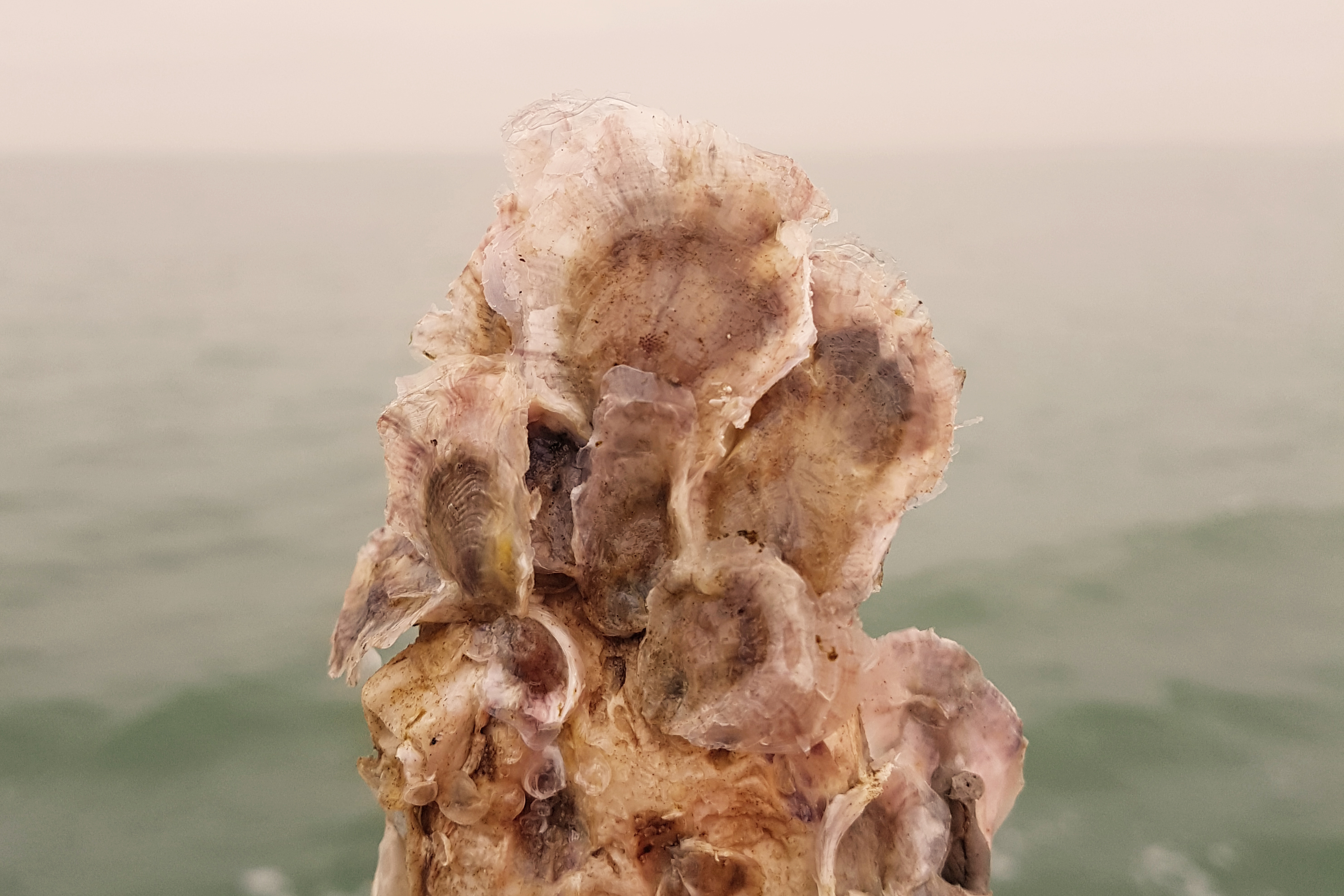 Oesterschelp met daarop oersterlarfjes. Op de achtergrond is de Noordzee te zien