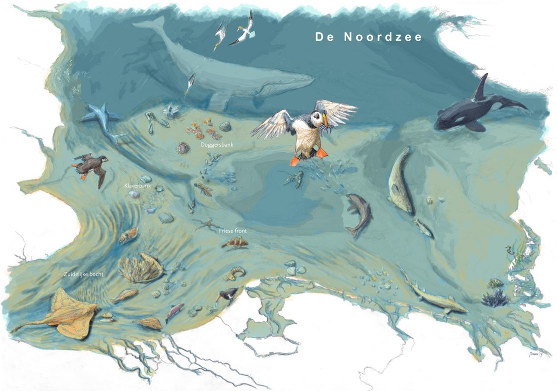 Leven in de Noordzee. Tekening: Jeroen Helmer