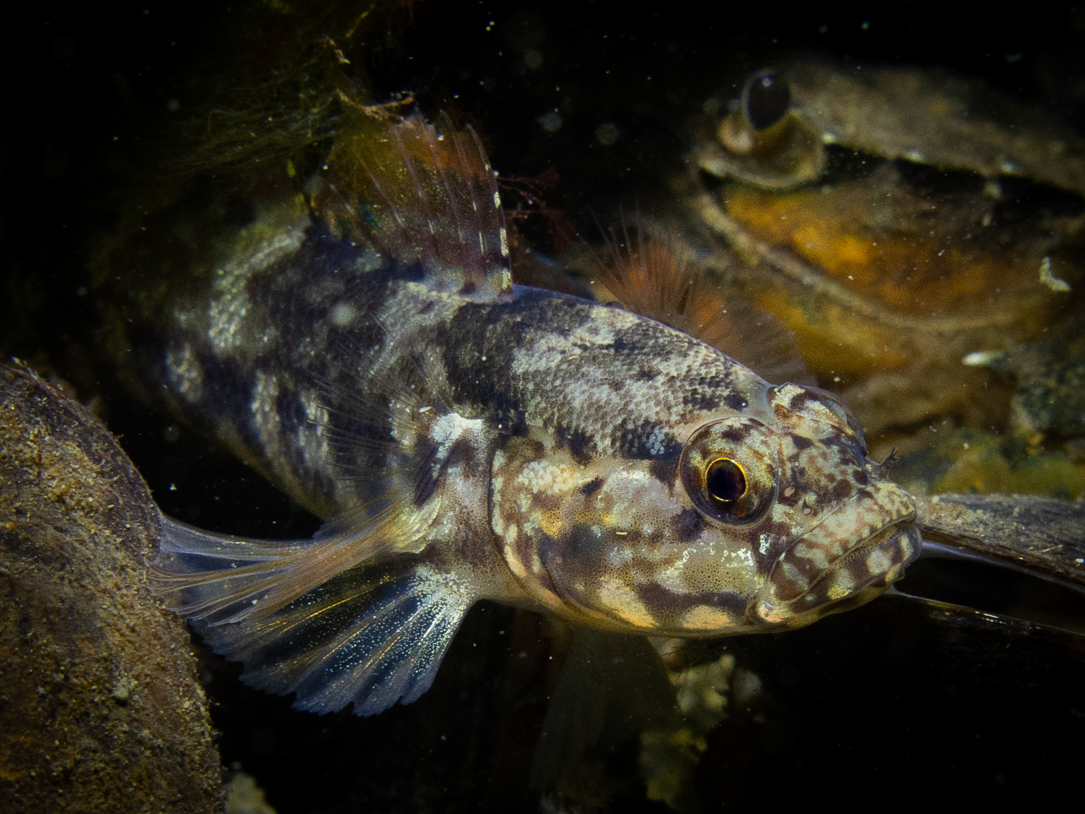 Paganelgrondel (Sanne Ploegaert)