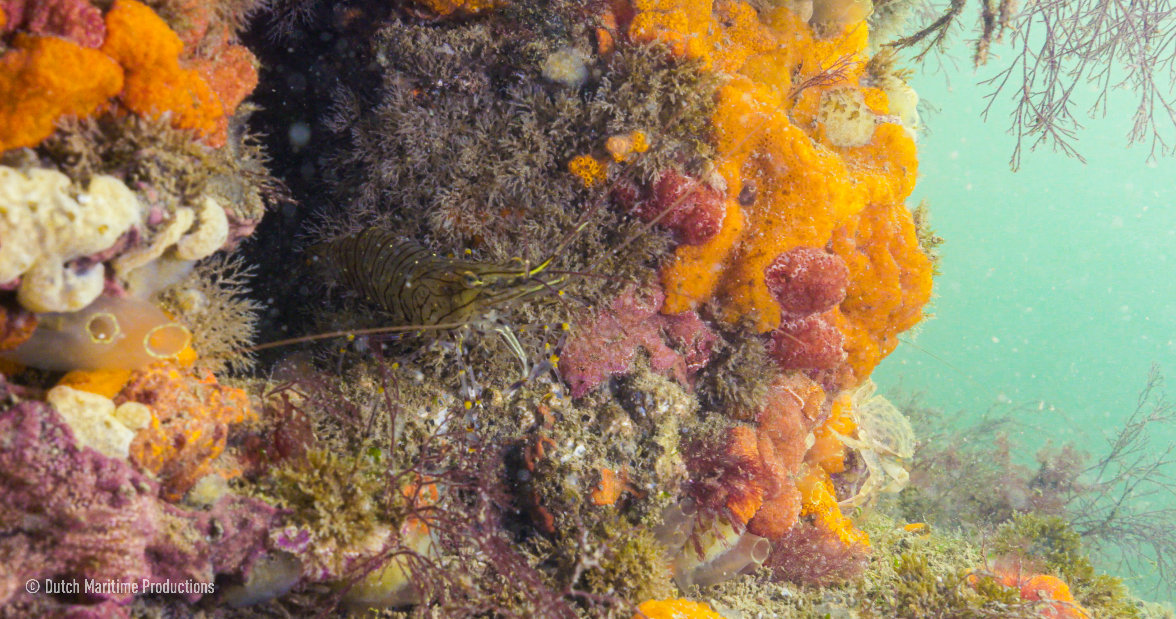In de Wilde Noordzee zal straks onder andere de ontwikkeling van een schelpdierrif te zien zijn. Foto: DMP