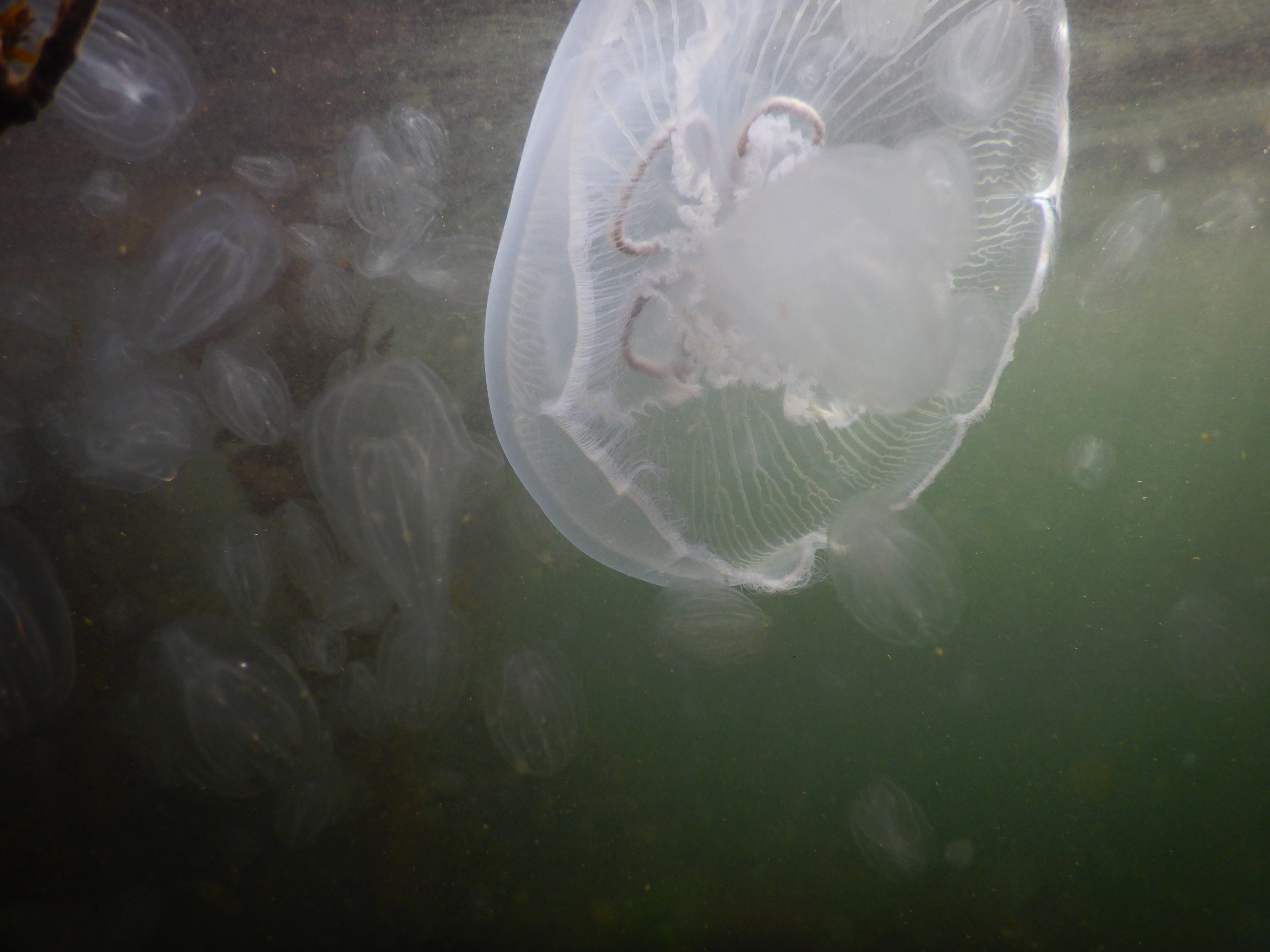 Oorkwal en zeedruiven.