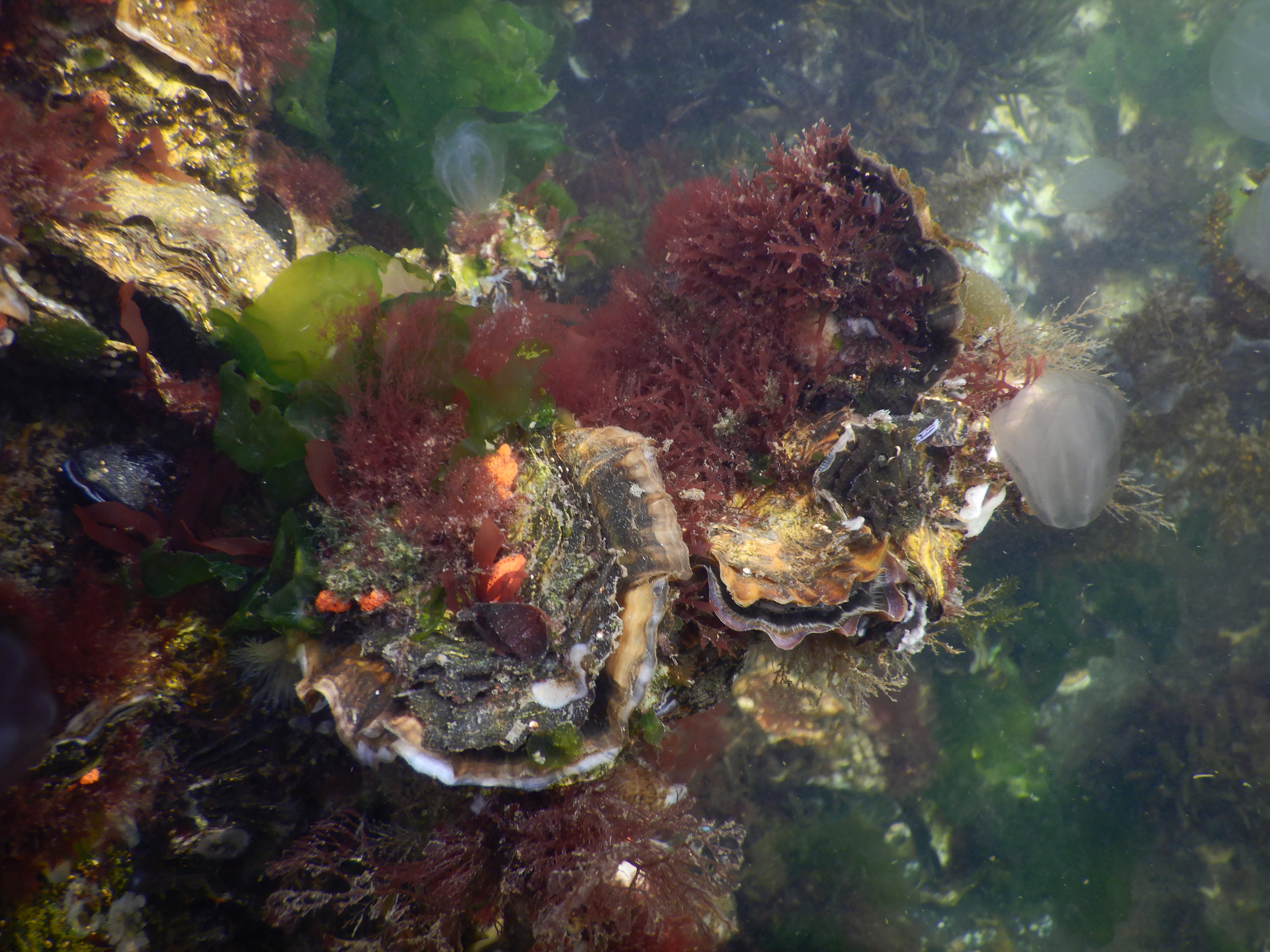 Wieren en anemoon op oesters