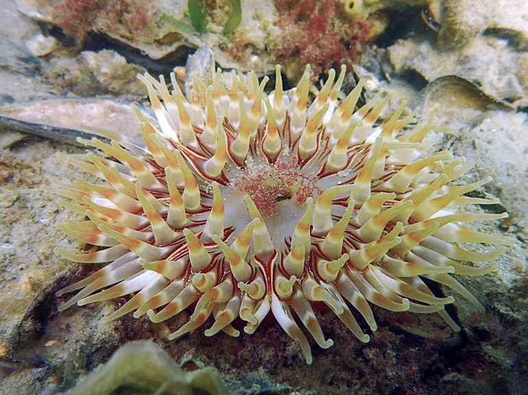 De Zeedahlia is een grote zeeanemoon met de dikste tentakels van alle Nederlandse zeeanemonen. Foto: Valentin Engelbos