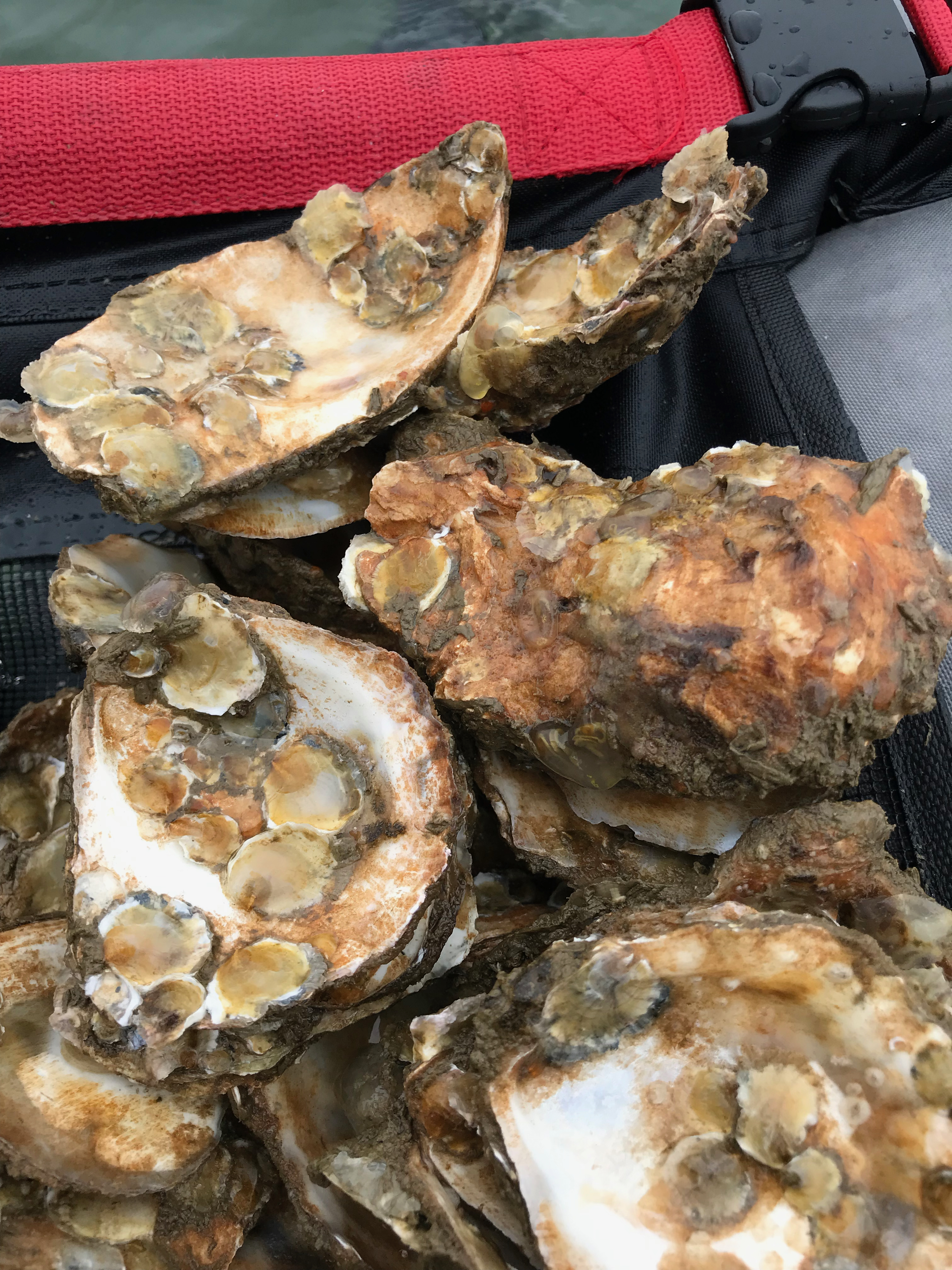 Flink gegroeide oesterbroedjes tijdens monitoring