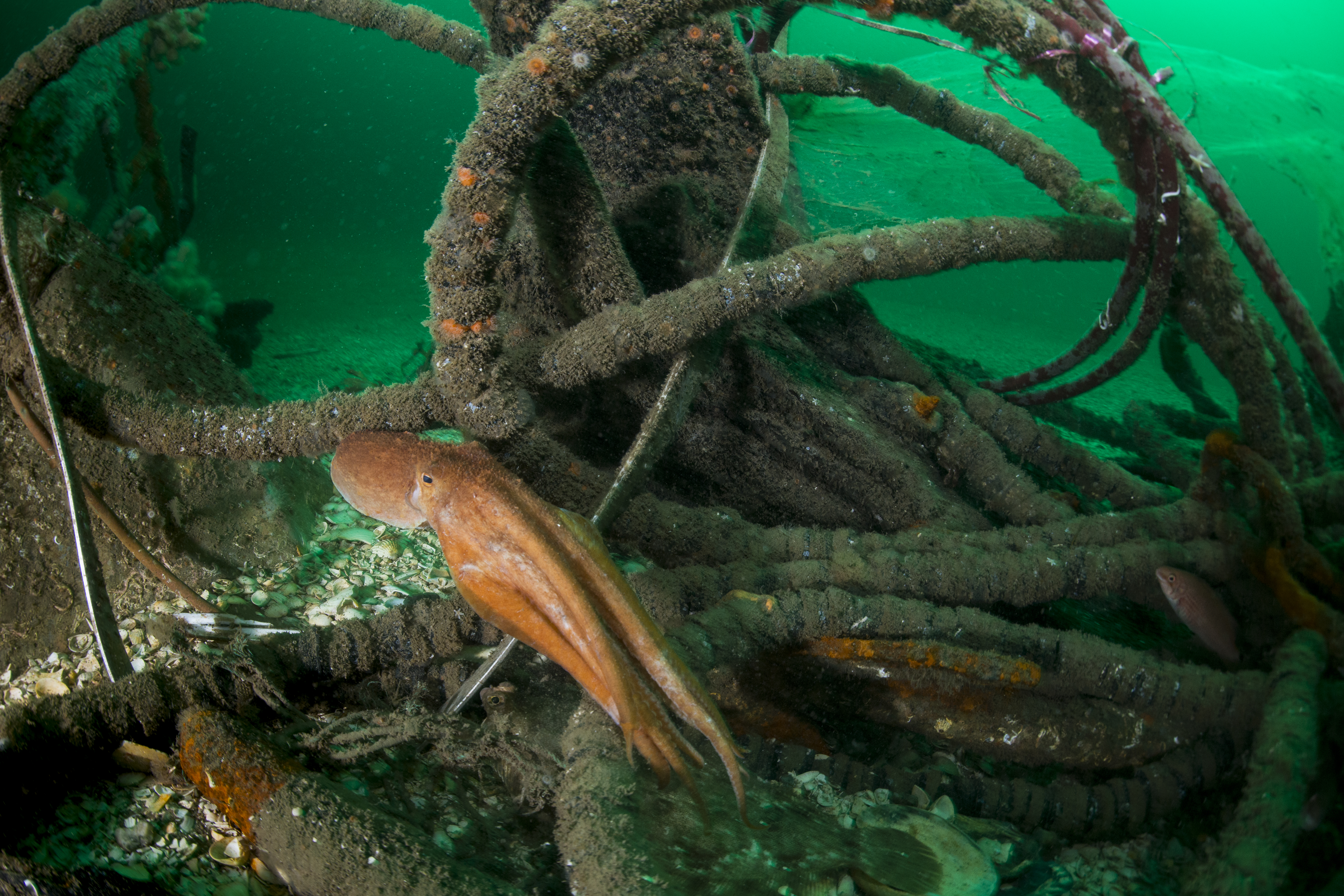 Octopus nabij een wrak op de Doggersbank.