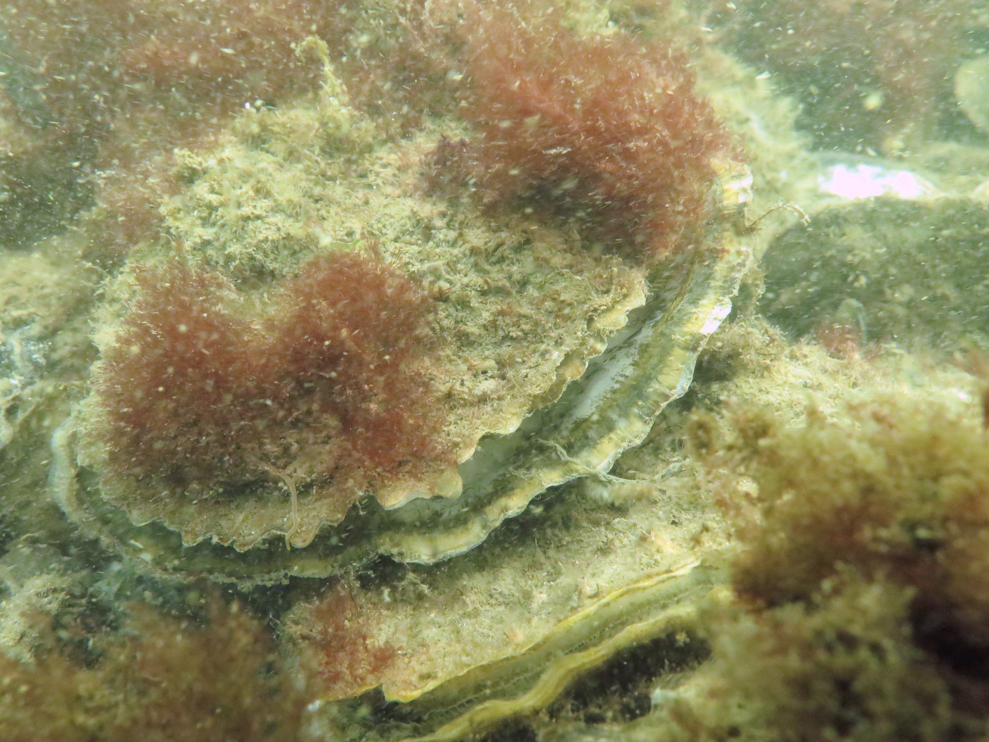 Platte oester, foto: Wouter Lengkeek, Bureau Waardenburg
