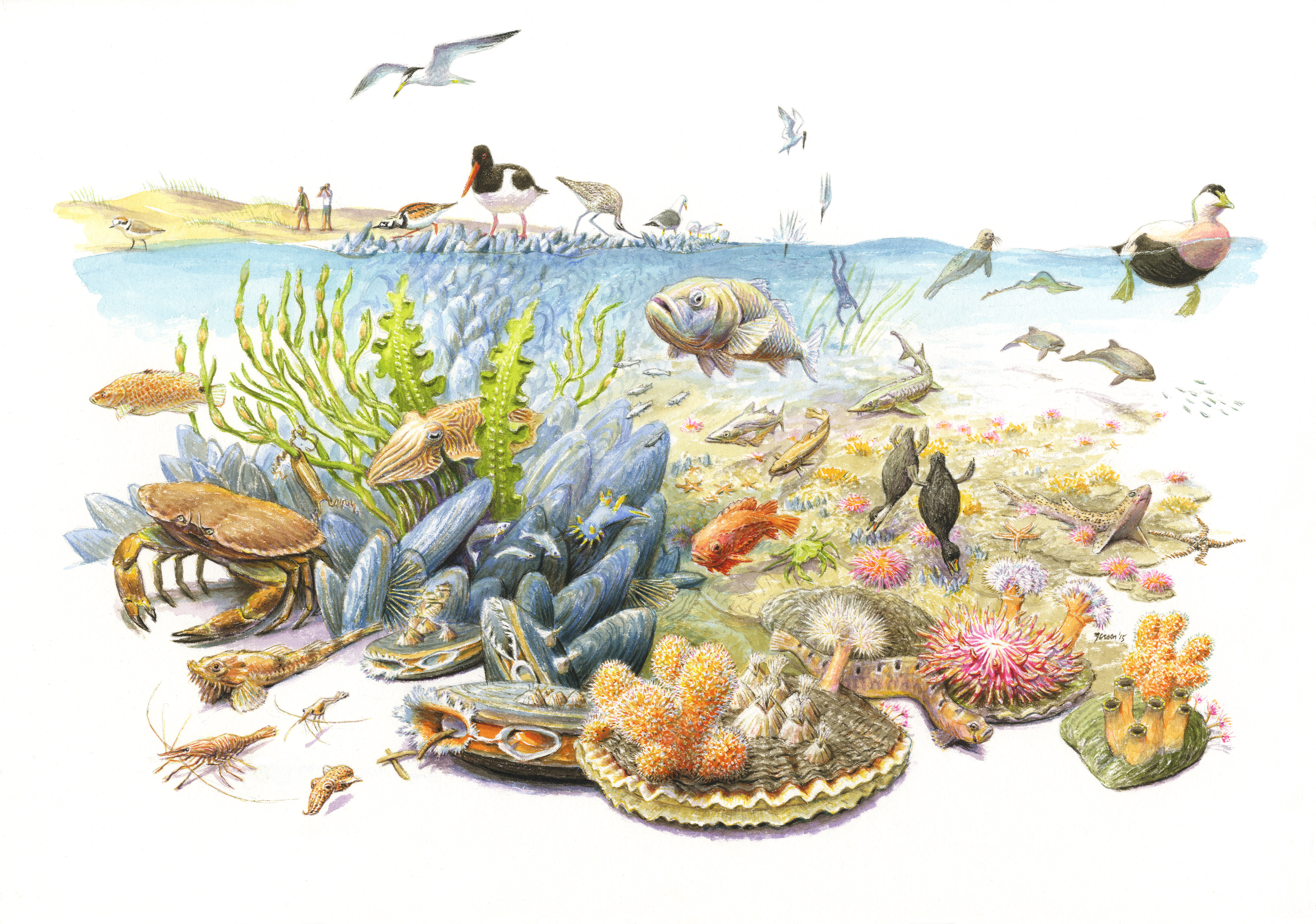 Op een schelpdierrif wemelt het van het leven. Tekening: Jeroen Helmer