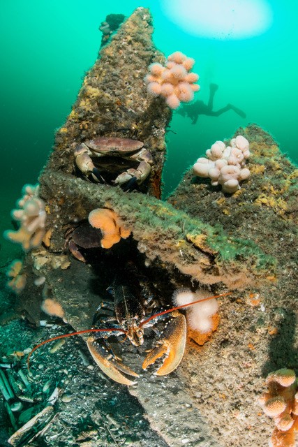 Kreeft en krab op een wrak met dodemansduim. Duiker op de achtergrond. 