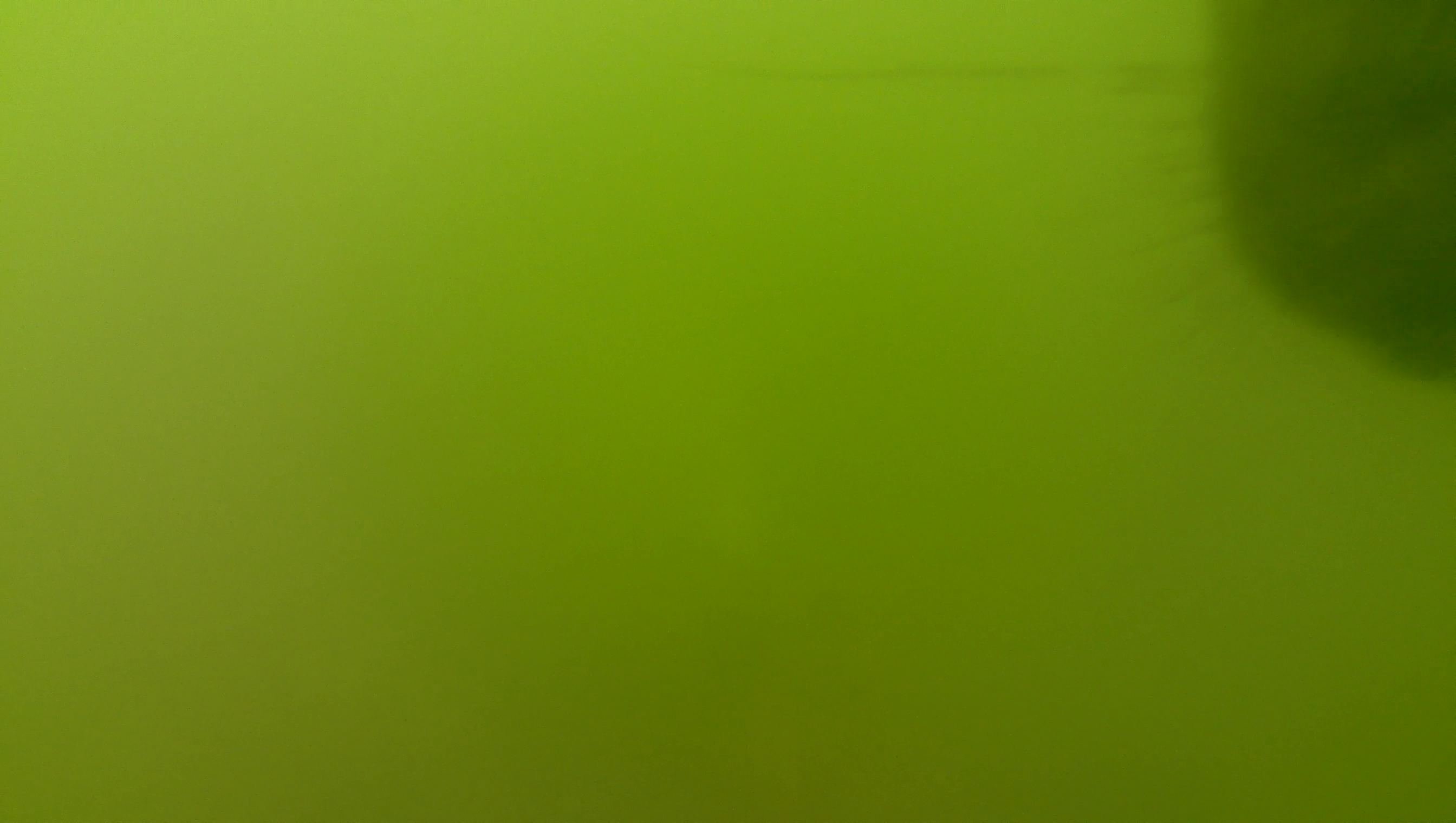 Snuit van een zeehond in groen, troebel water. Foto: Ernst Schrijver