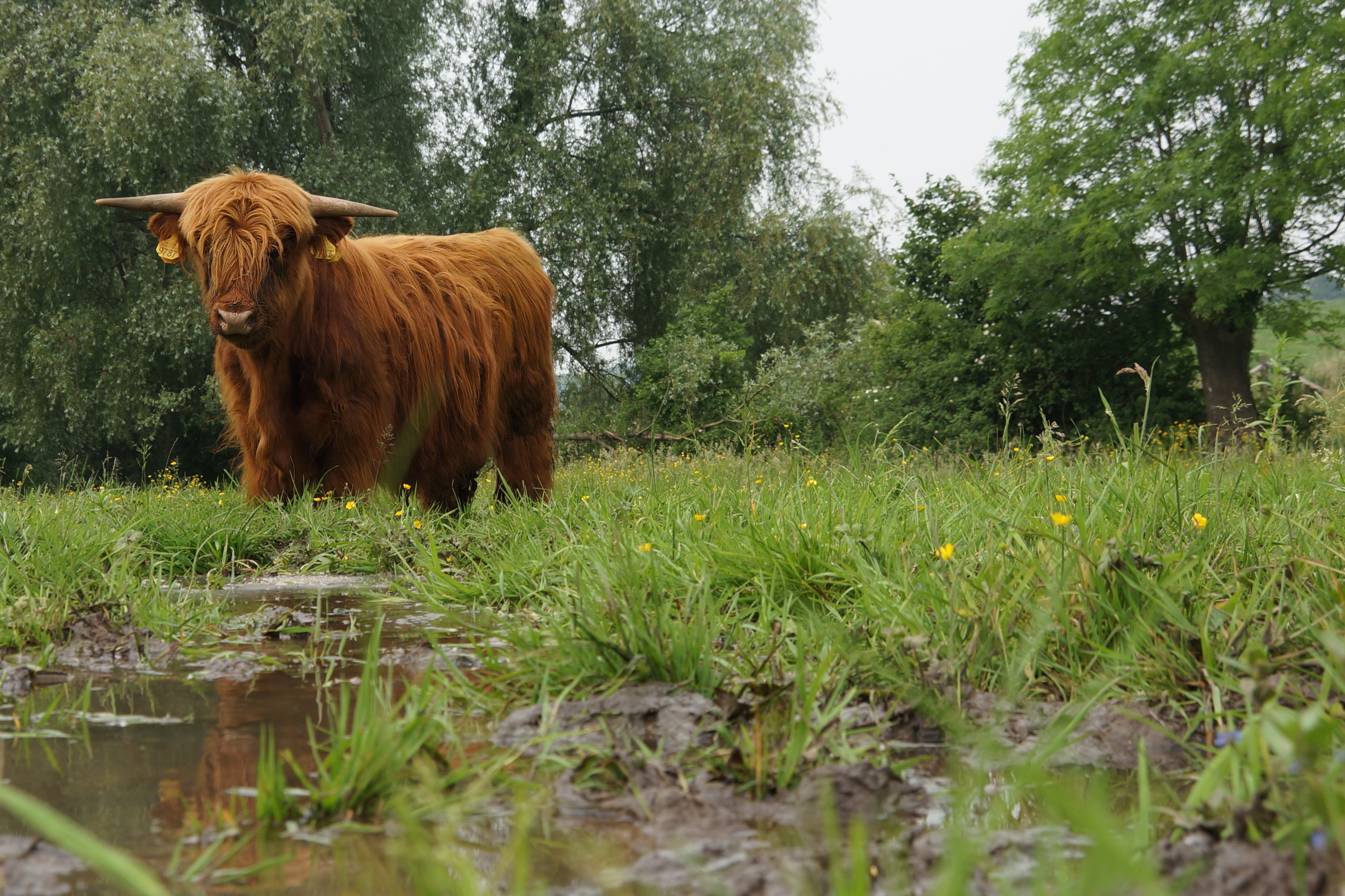 De positieve effecten van grote grazers op een landschap zijn veel groter dan alleen het beïnvloeden van de vegetatiegroei. Foto: Twan Teunissen