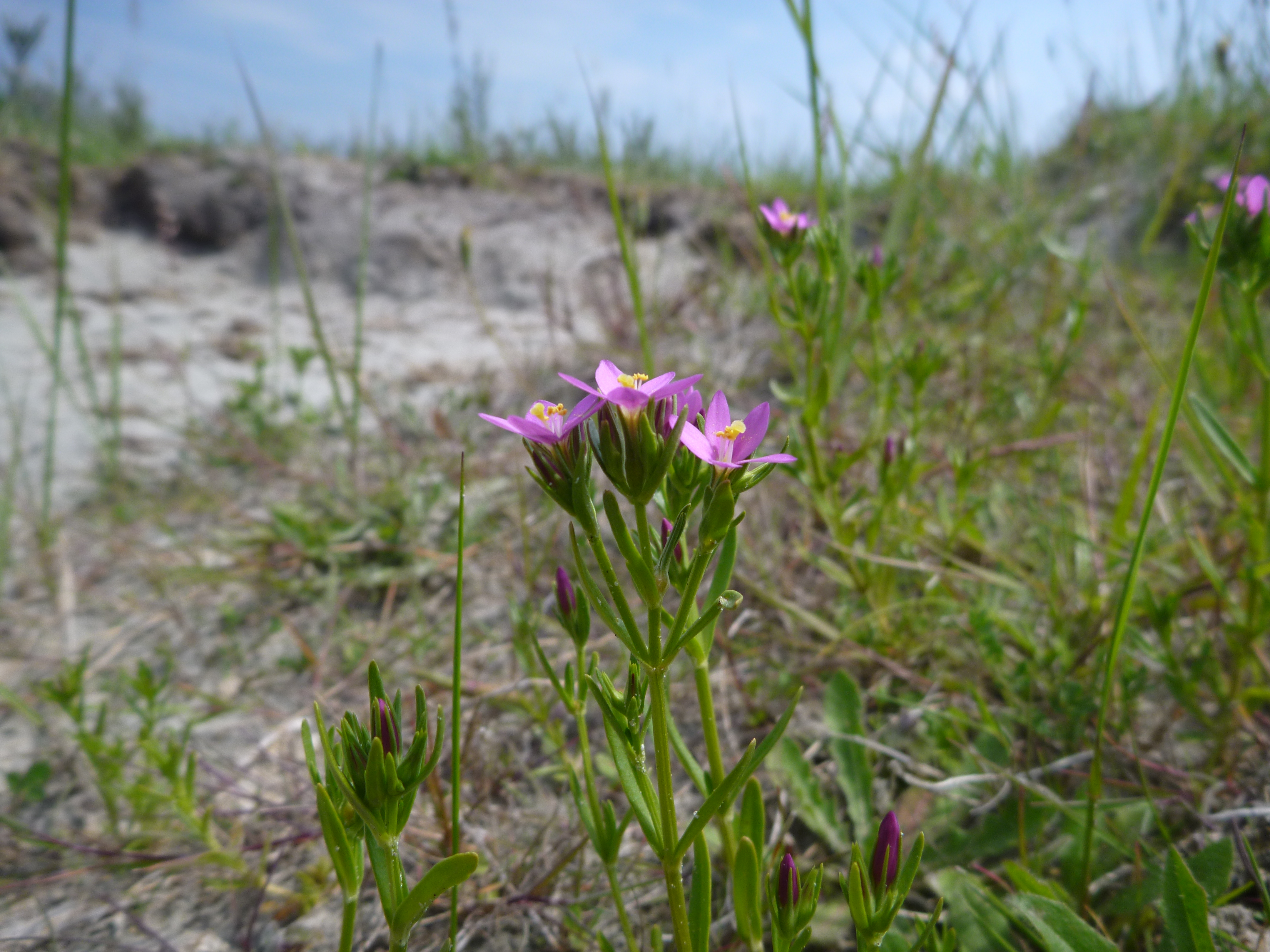 Strandduizendguldenkruid in een oude stierenkuil op de Slikken van Flakkee. Deze soort is in dit gebied een typische soort van stierenkuilen en komt vooral in grote aantallen voor in en om oudere stierenkuilen