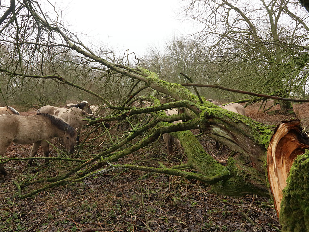 Eunice en Franklin wierpen samen heel wat bomen om. Deze koniks schillen een afgebroken tak. Foto: Leo Linnartz