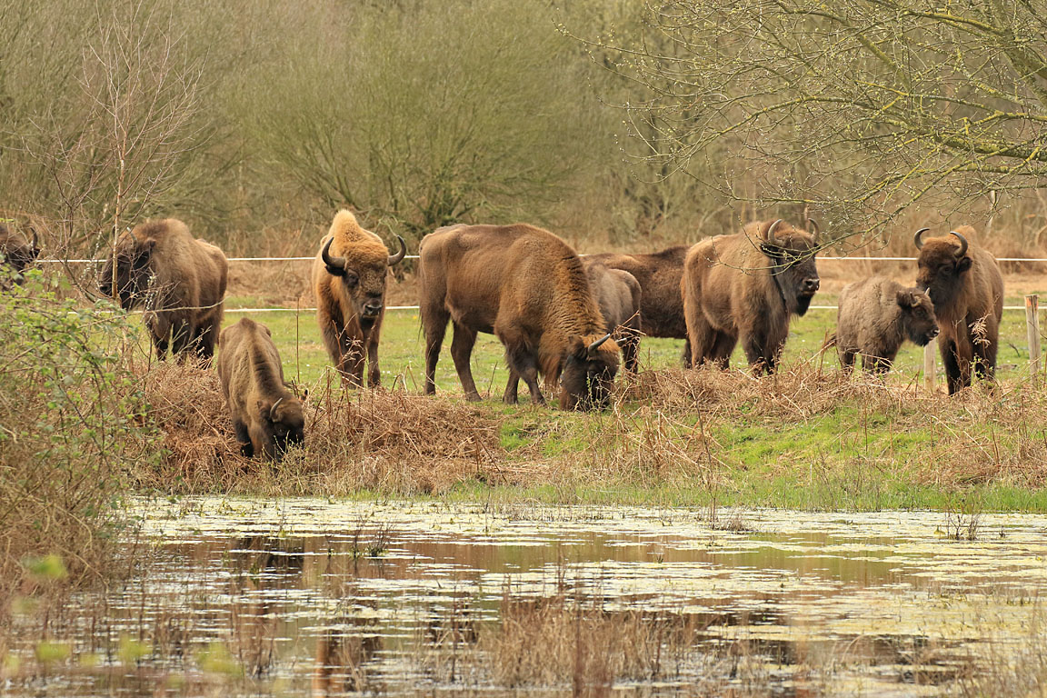 Wisenten op De slikken van de Heen (foto: Leo Linnartz)