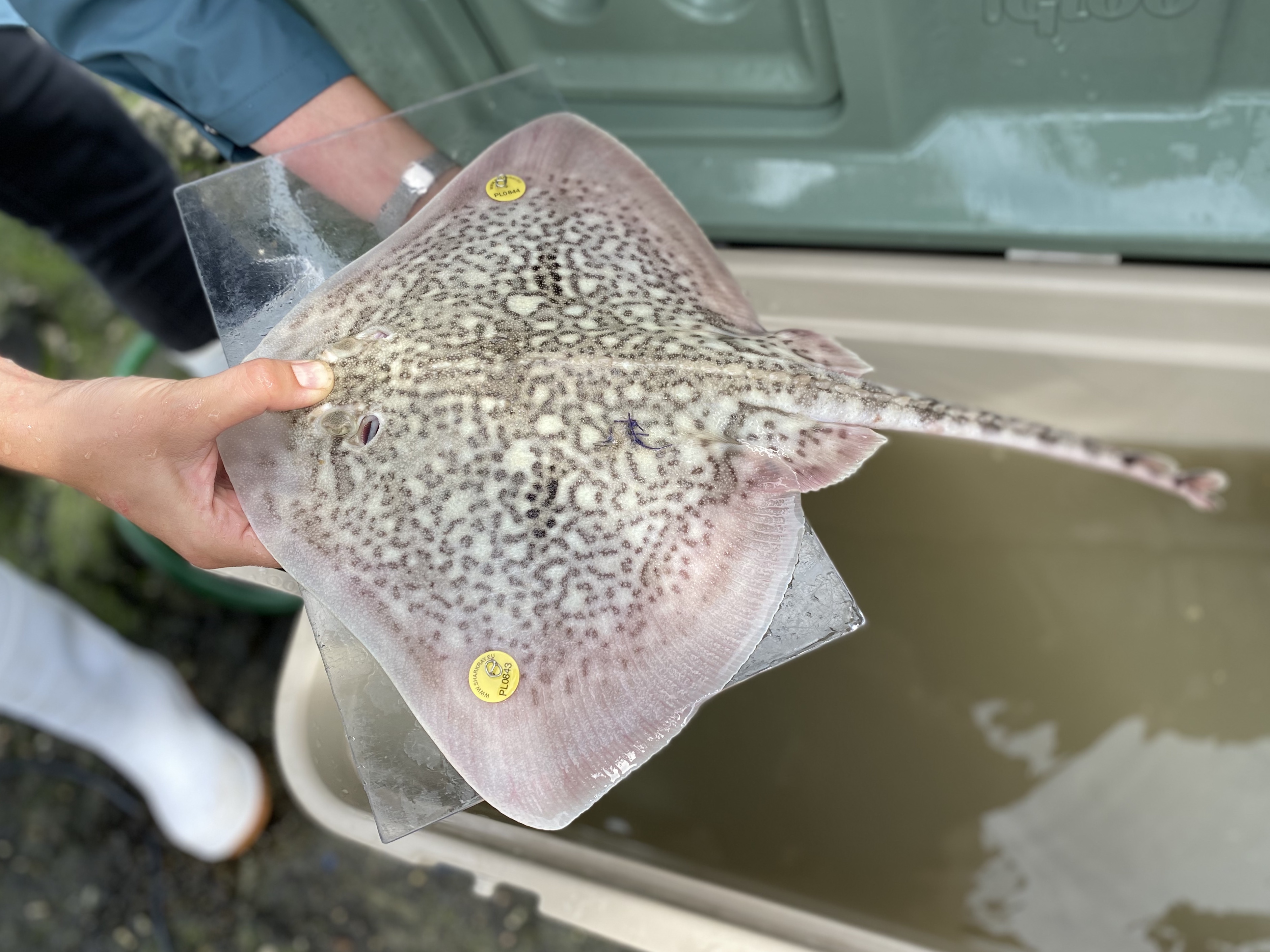 Jonge stekelrog die is getagd voor onderzoek (Foto: Gijs van Zonneveld/ARK Natuurontwikkeling)