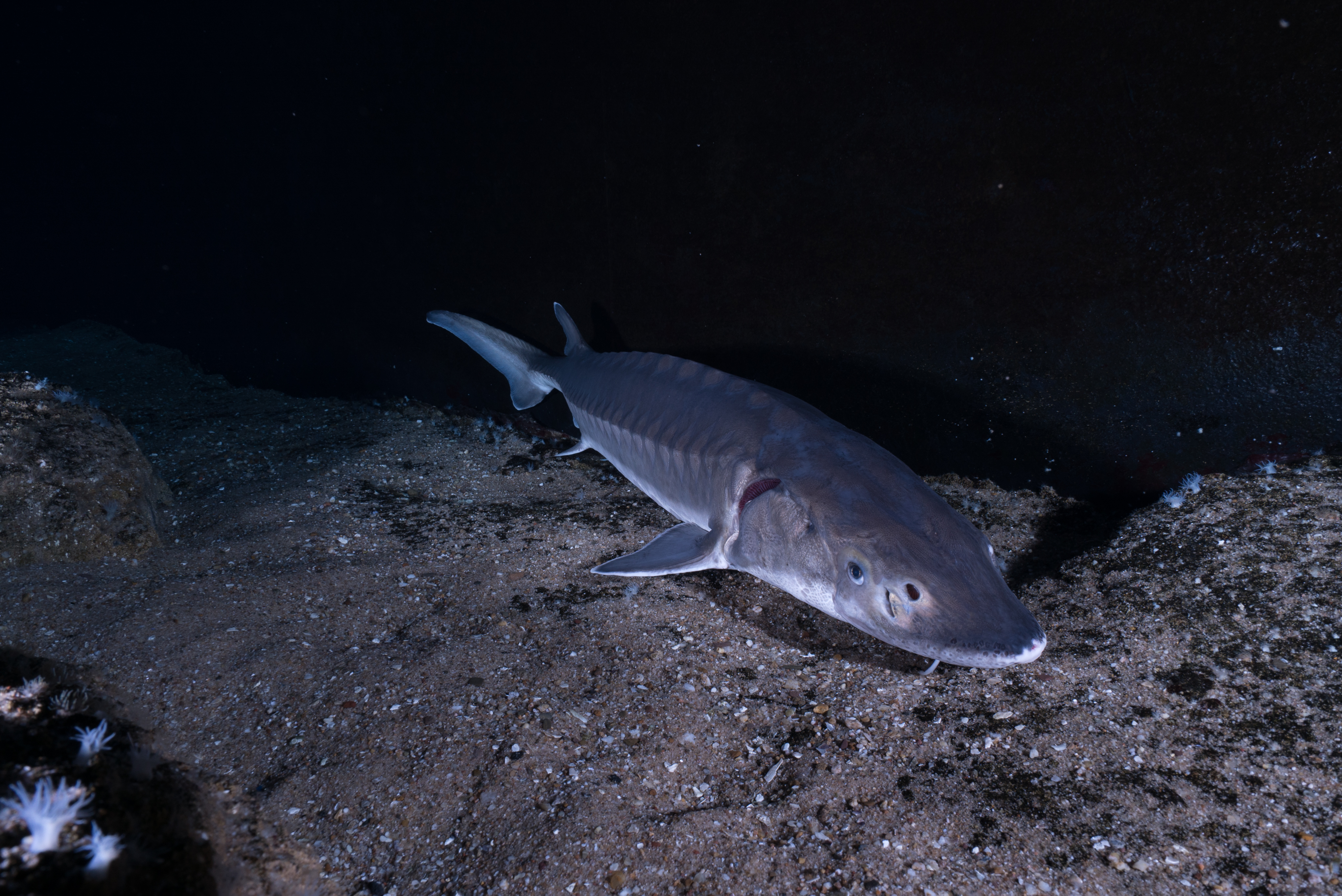 Europese steur. Foto: Peter van Rodijnen