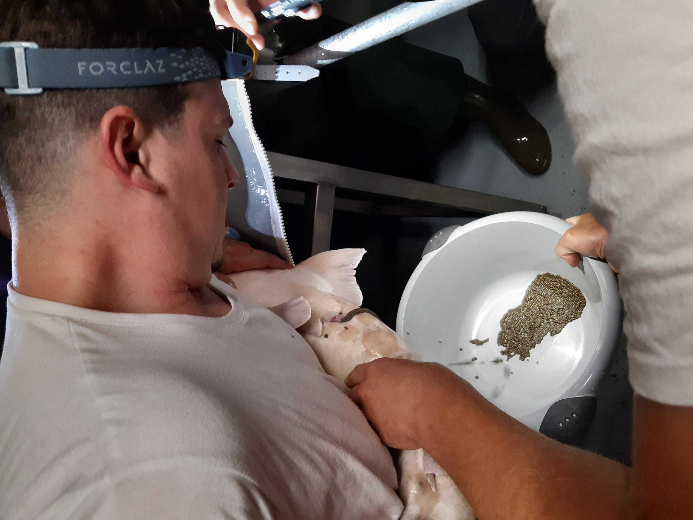 Oogst van steureneitjes in kweekstation. Foto: Vanessa Lauronce