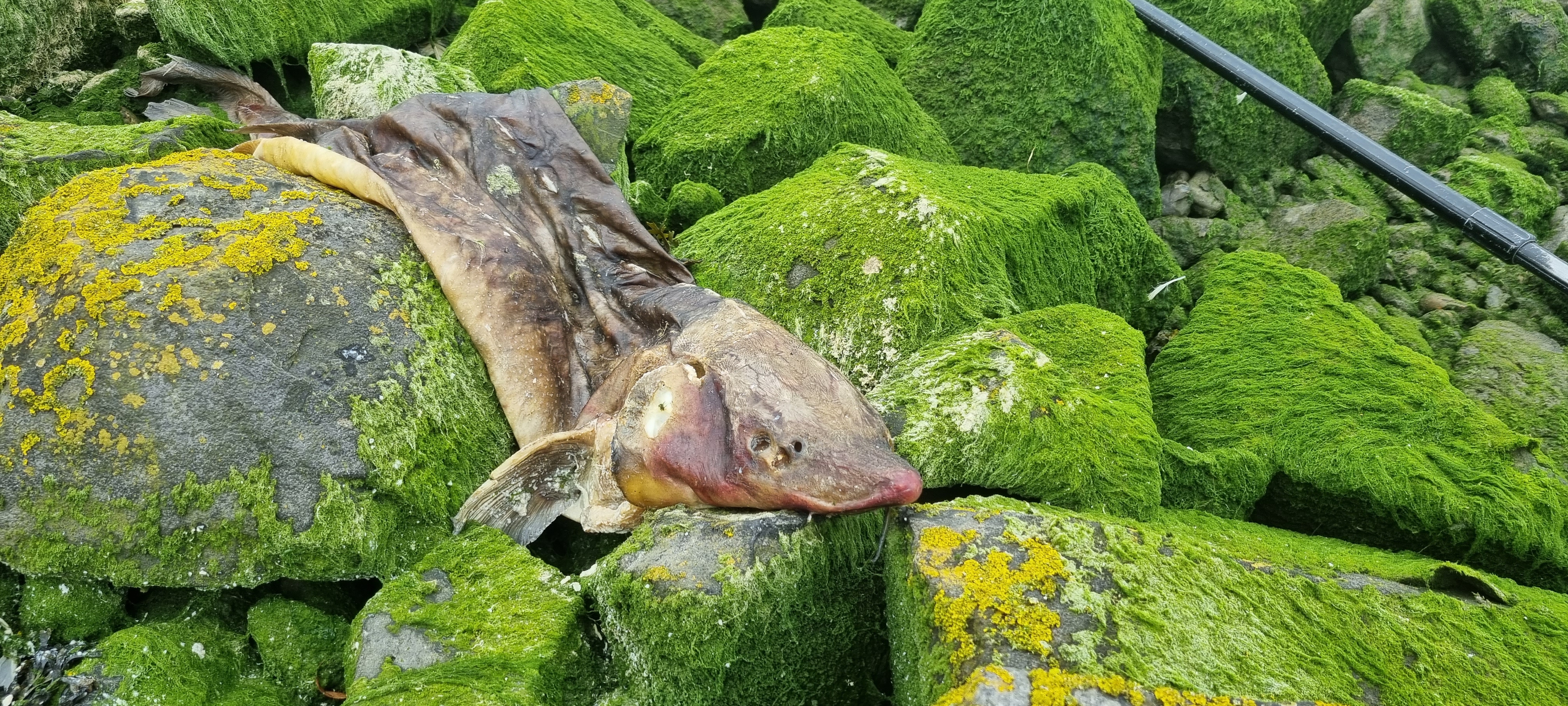 Dode steur gevonden in het Hartelkanaal.