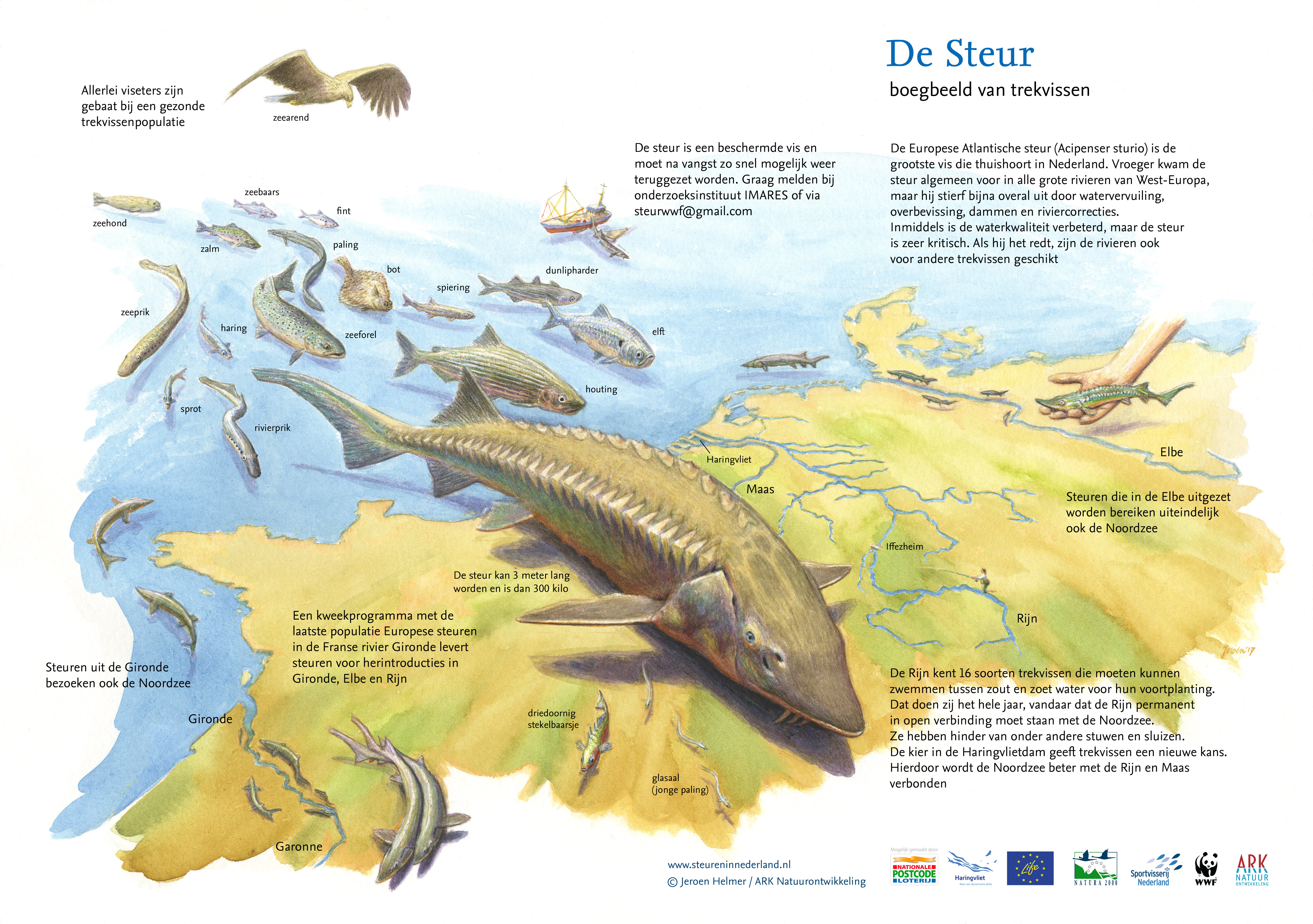 De steur: boegbeeld van trekvissen. Tekening: Jeroen Helmer