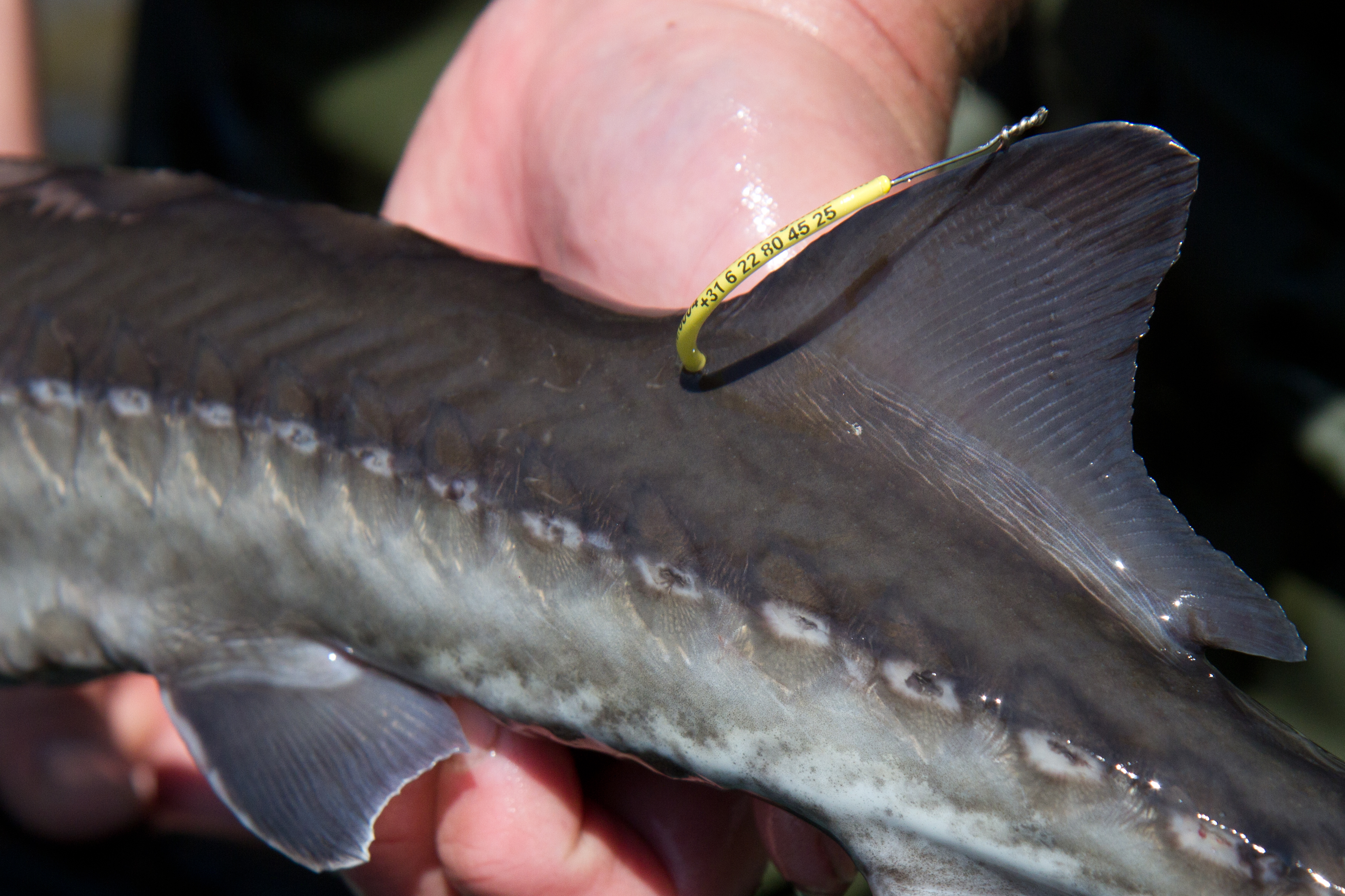 WOT-tag voor het doen van vangstmeldingen voor onderzoek. Foto: Jelger Herder