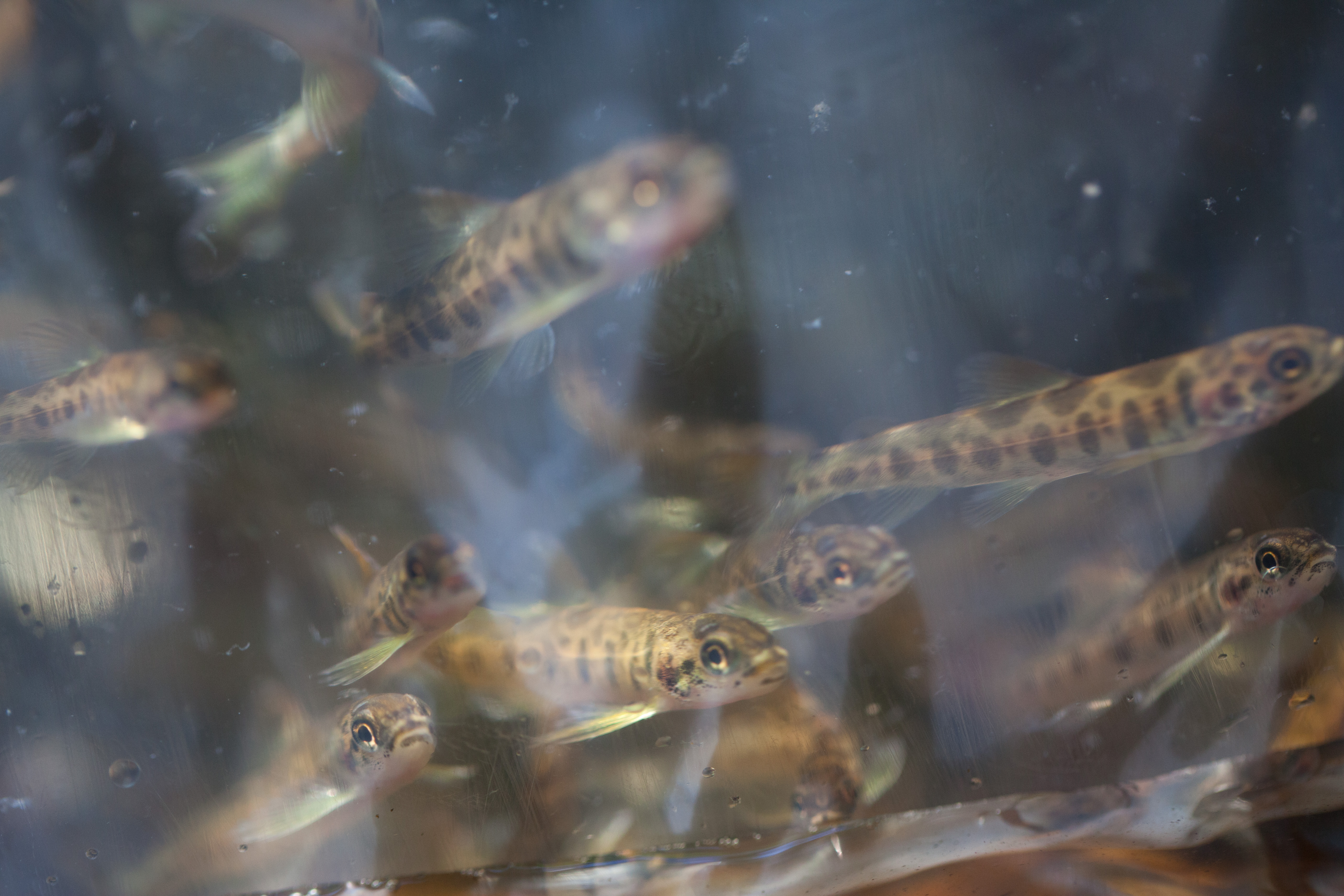 Jonge zalmen net voordat ze worden uitgezet.