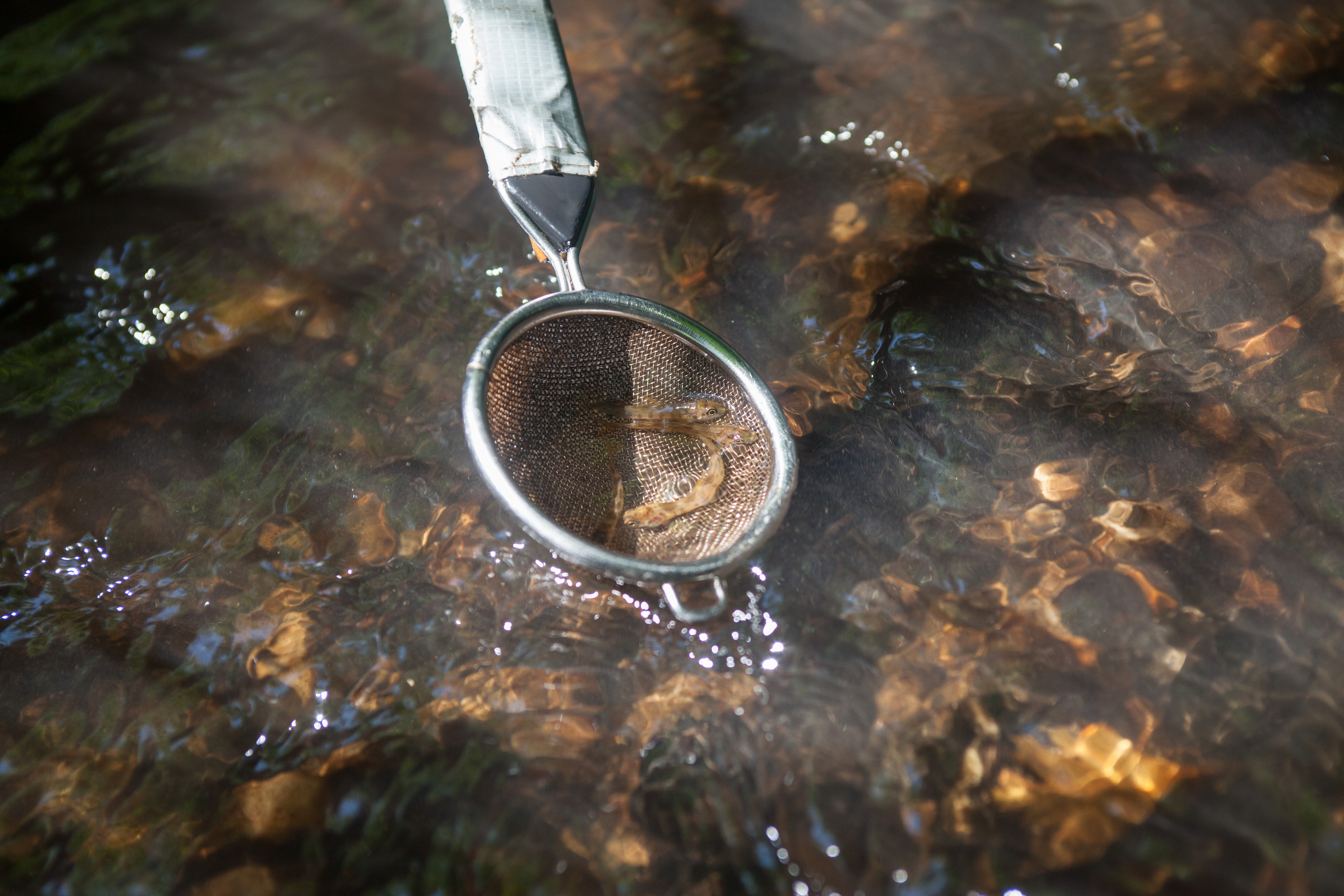 Inzet van een handig keukenzeefje om jonge zalmen verspreid over de beek te water te kunnen laten.