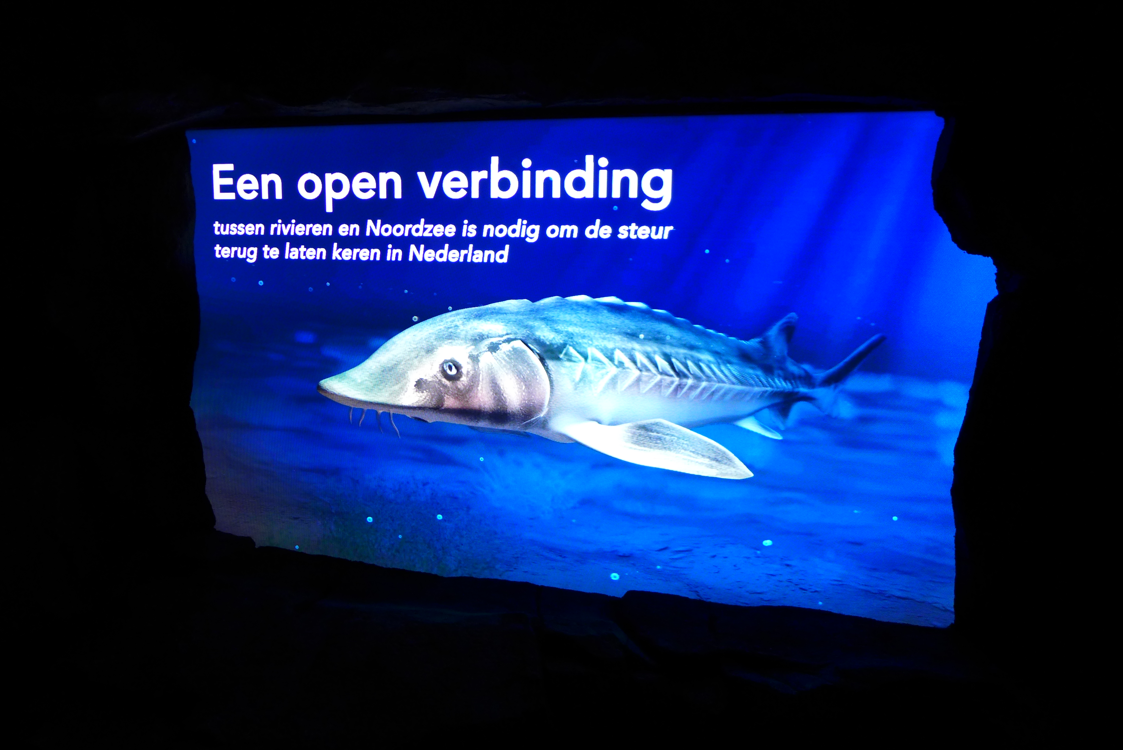 Haringvliet Steur Expo in Diergaarde Blijdorp