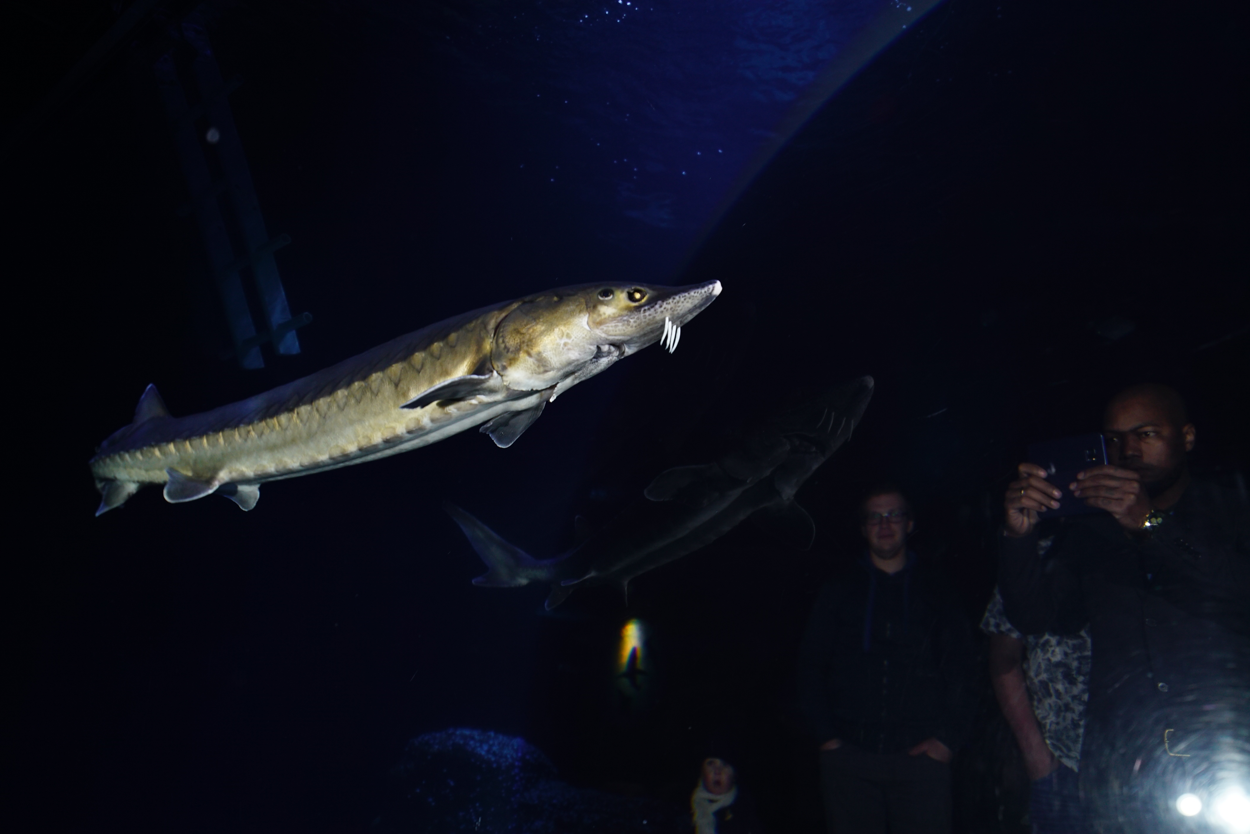 Europese steur in Diergaarde Blijdorp. Foto: Peter van Rodijnen