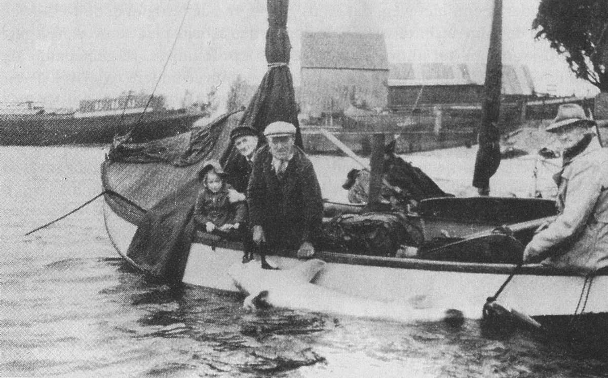 Laatste steur te Hardinxveld in de Nieuwe Merwede