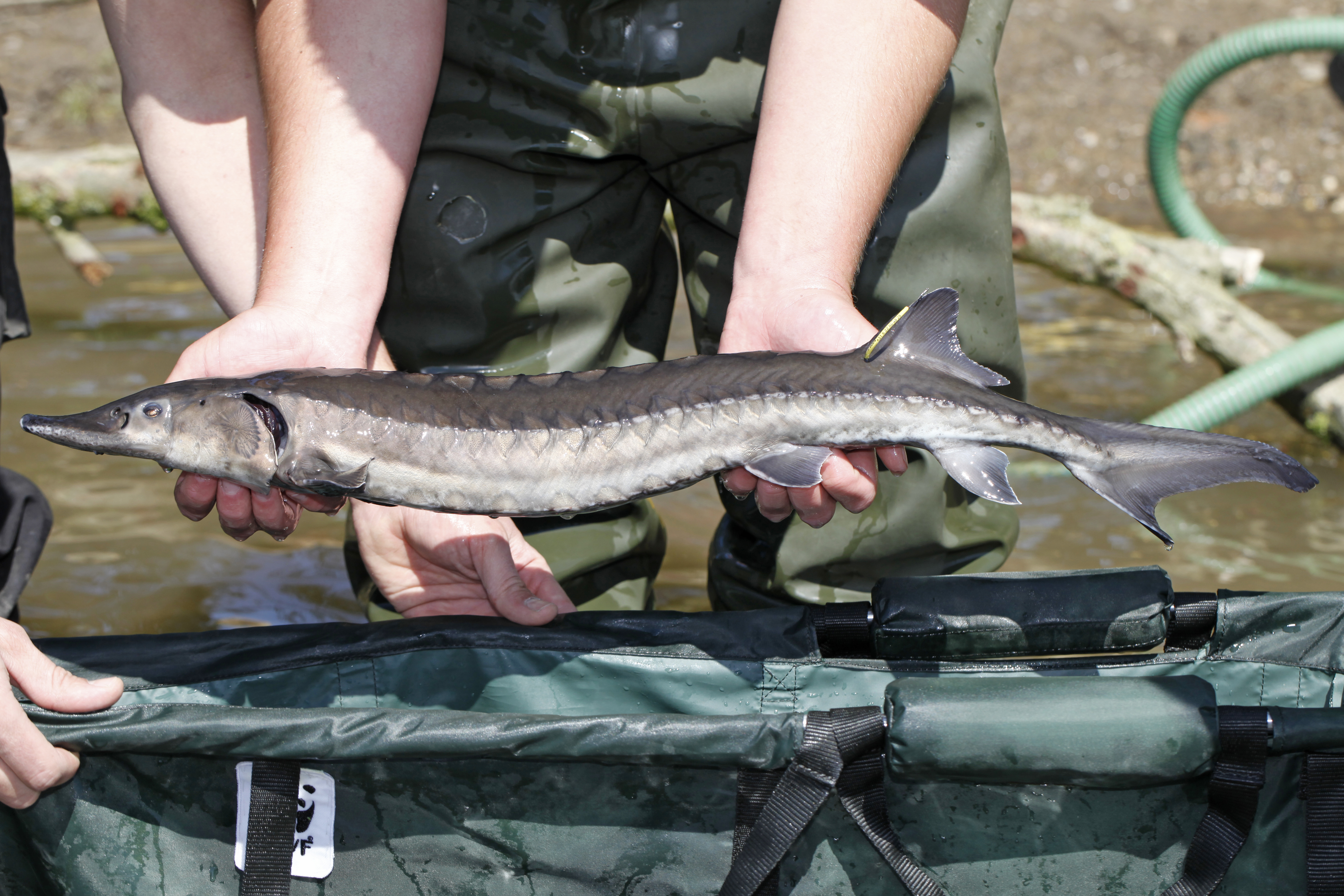 Uitzetten steur. Foto: Jelger Herder