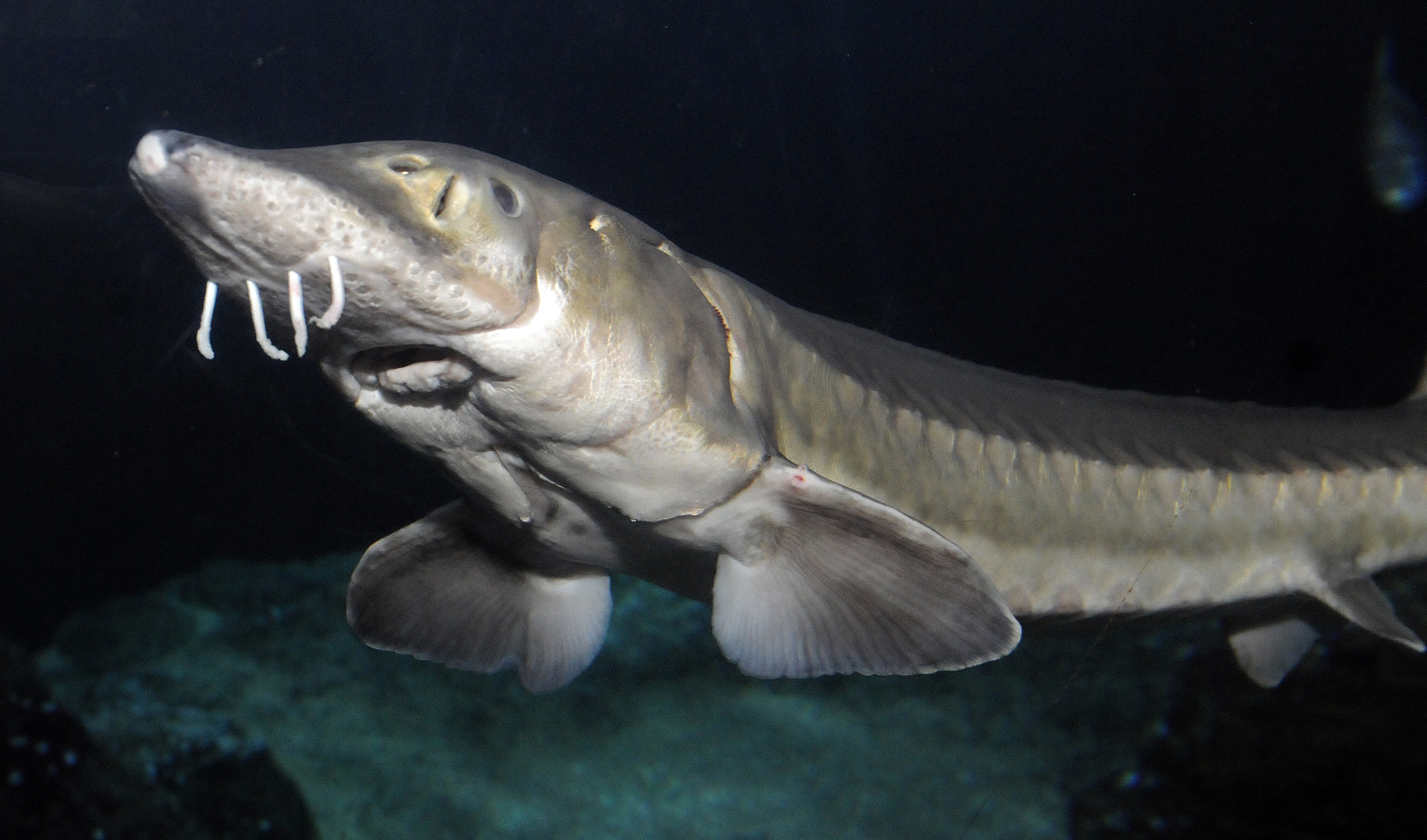 Europese steur in het Oceanium in Blijdorp. Foto: Rob Doolaard