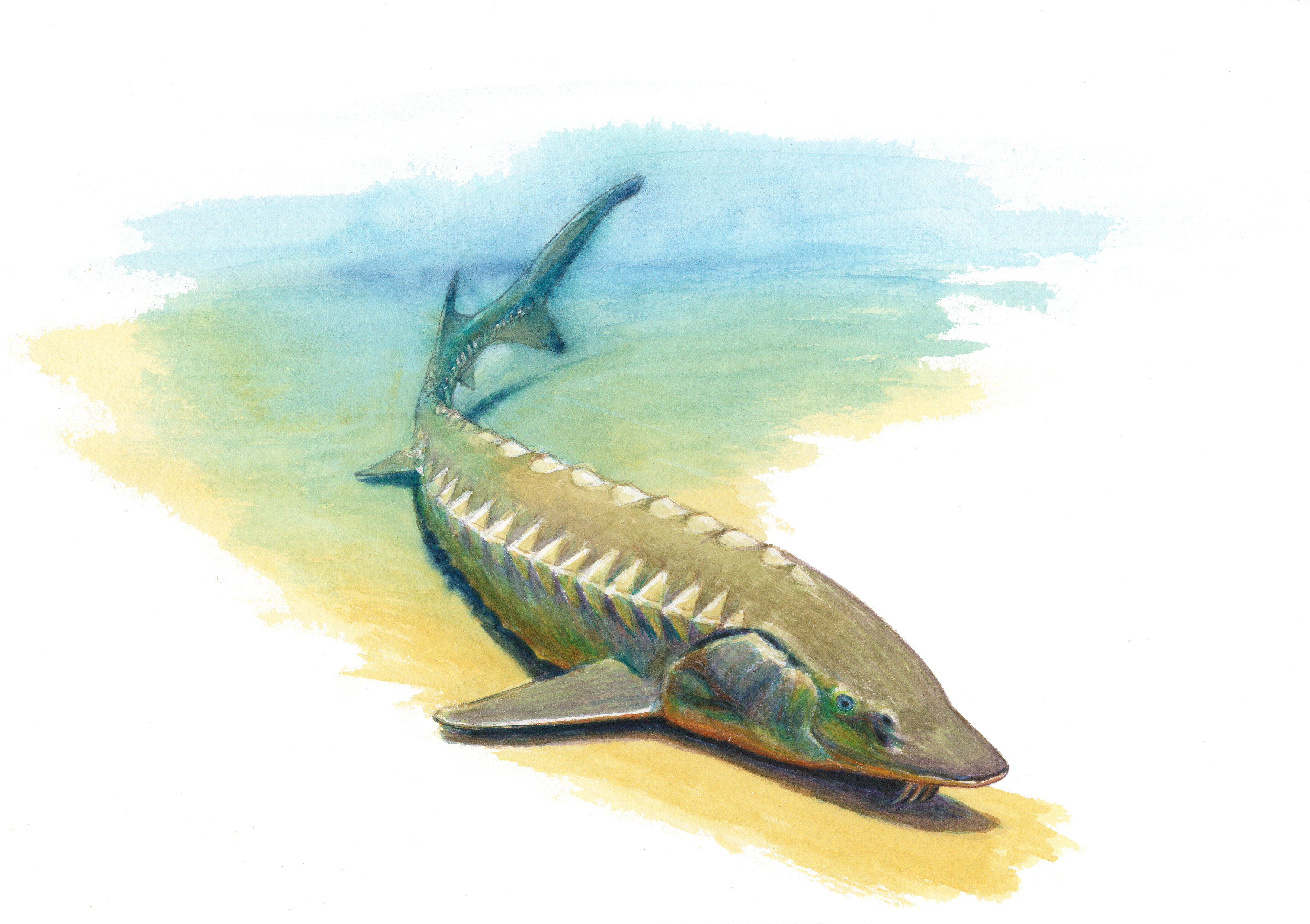 Europese Atlantische steur