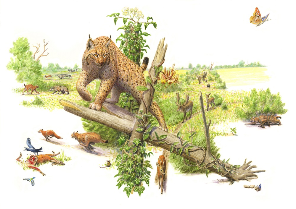 De lynx in interactie met andere soorten