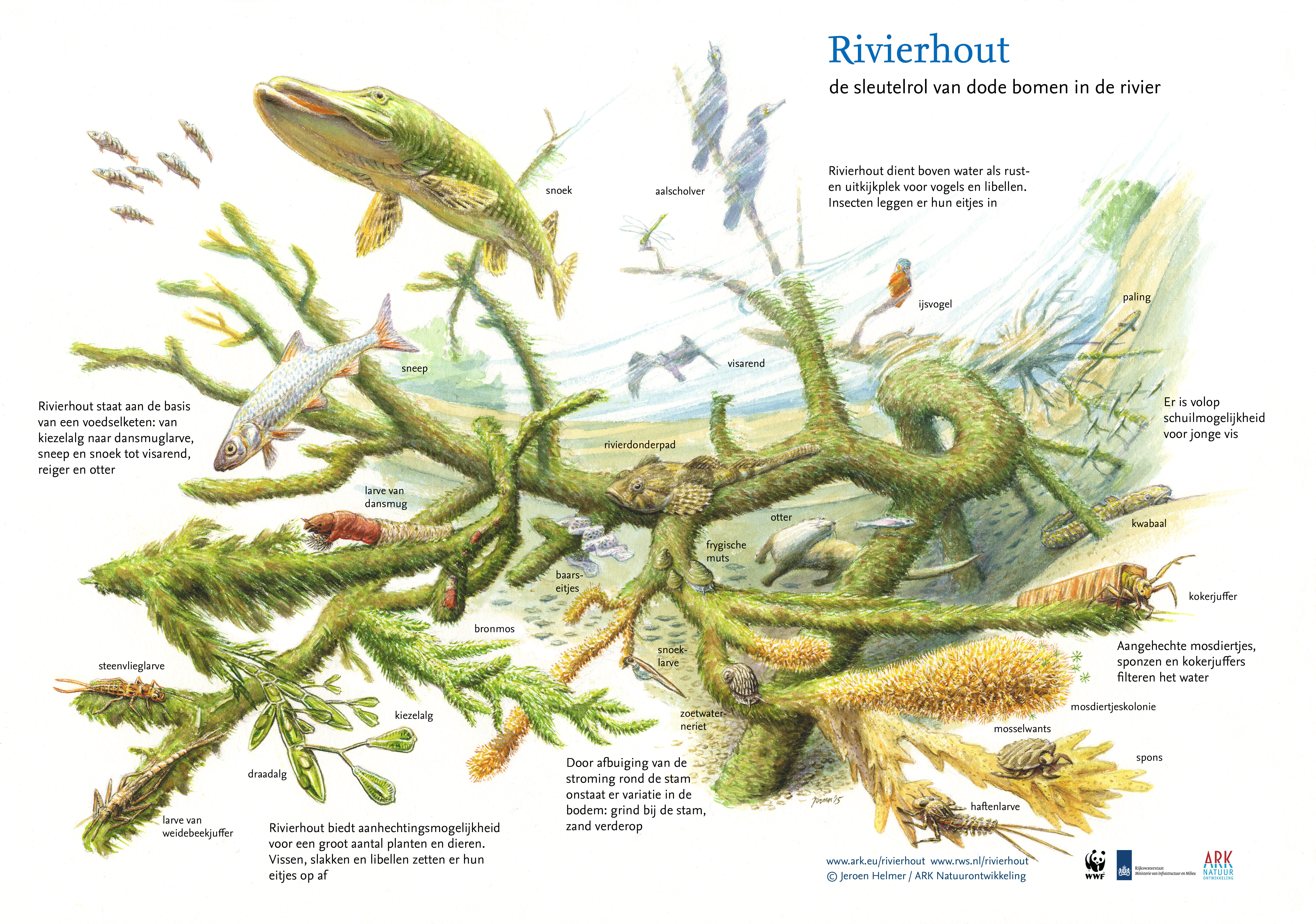 Sleutelrol Rivierhout
