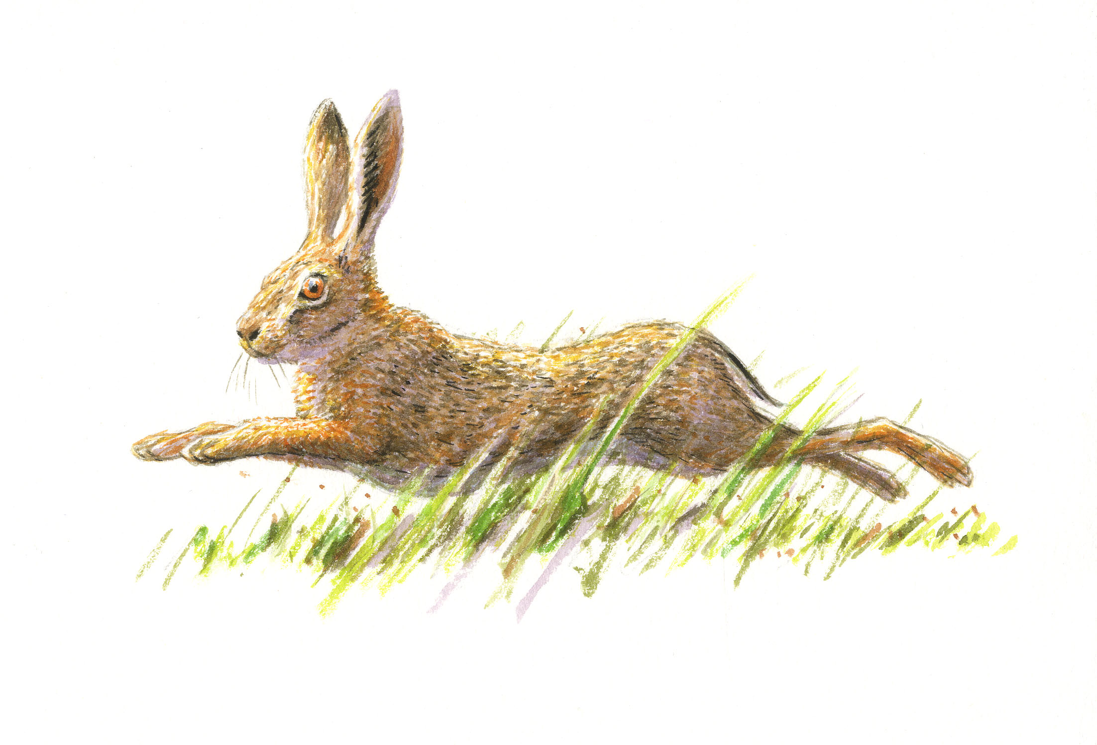 Haas. Tekening: Jeroen Helmer