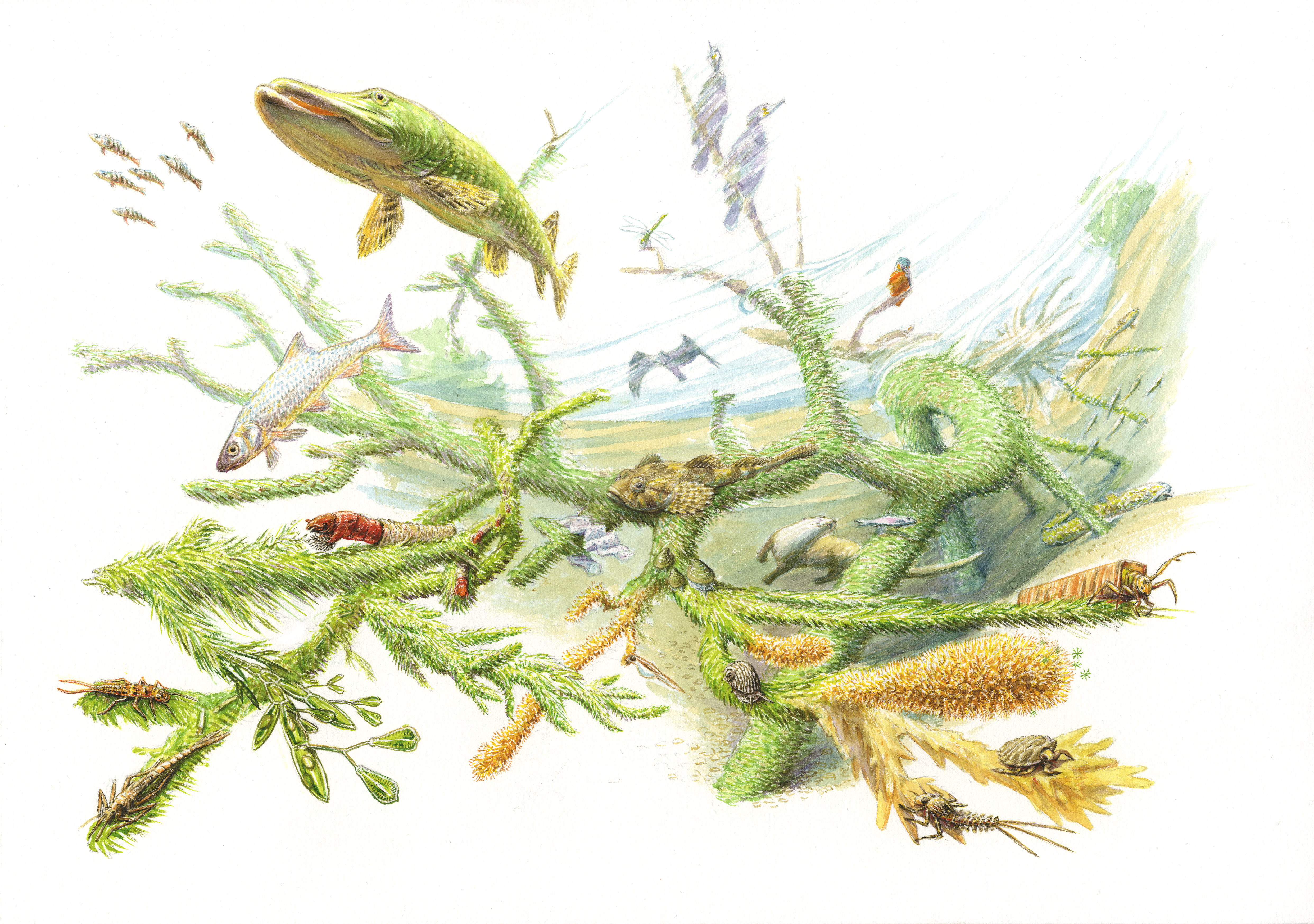 Sleutelrol van rivierhout in de natuur